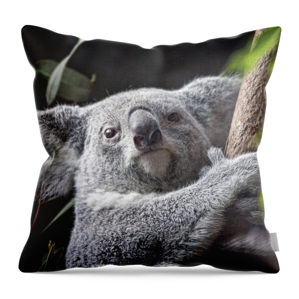 Koala Throw Pillow featuring the photograph Koala Bear by Tom Mc Nemar