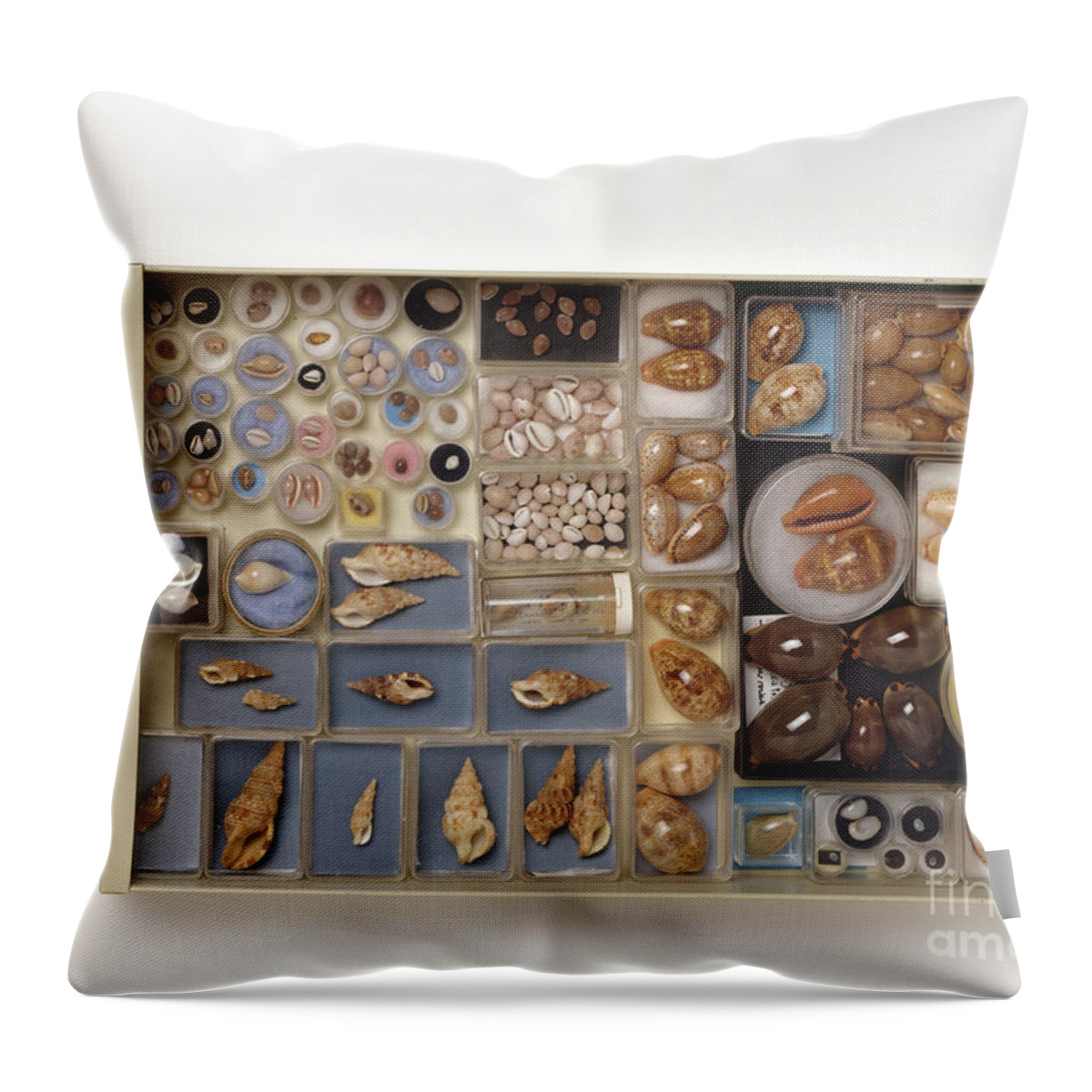 Abundance Throw Pillow featuring the photograph Large Collection Of Shells In Drawer by Matthew Ward / Dorling Kindersley