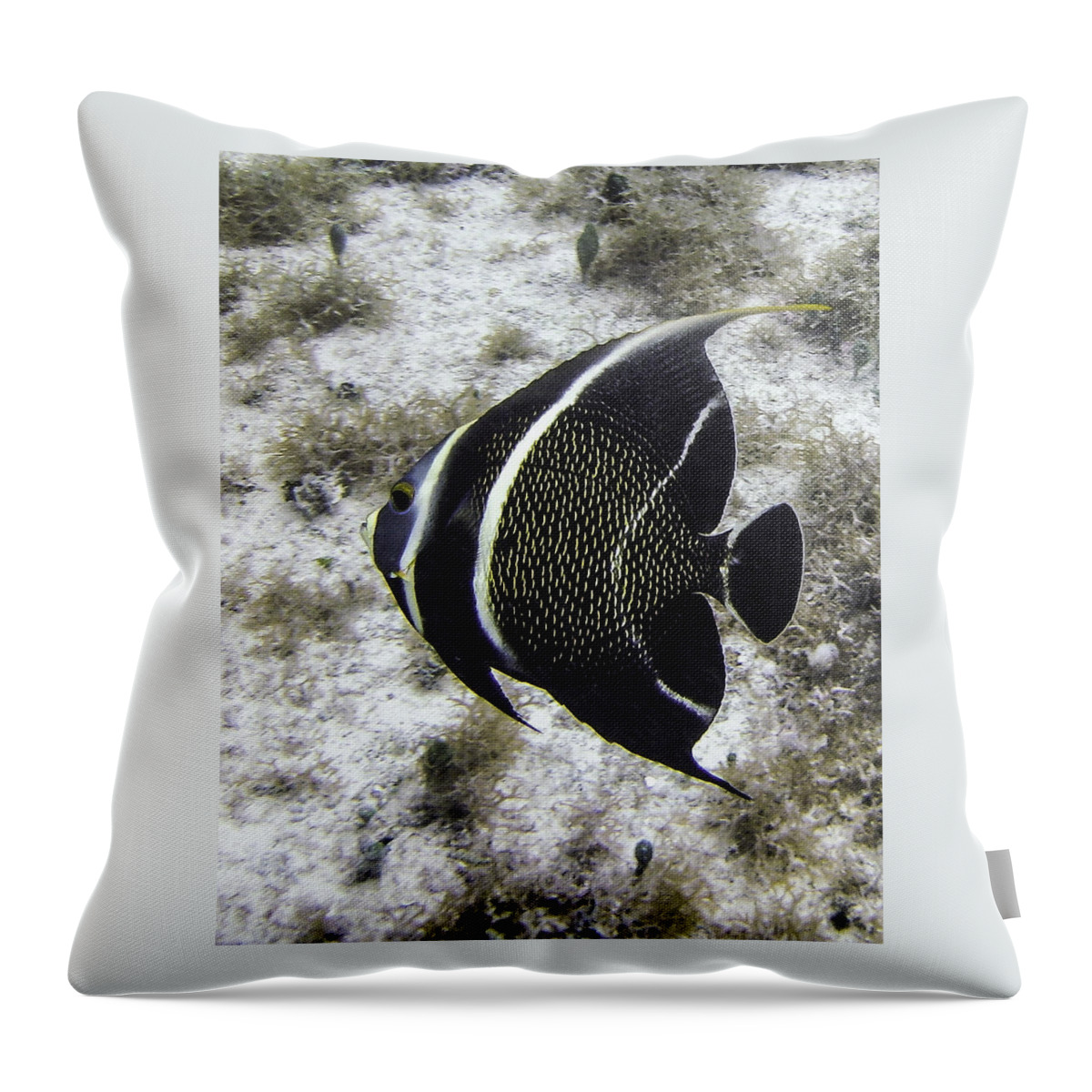 Fish Throw Pillow featuring the photograph Left Turn by Lynne Browne