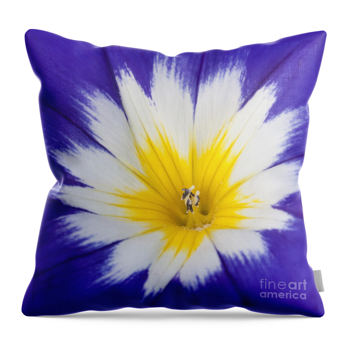 Let The Sun Shine Throw Pillow featuring the photograph Let the Sun Shine by Patty Colabuono