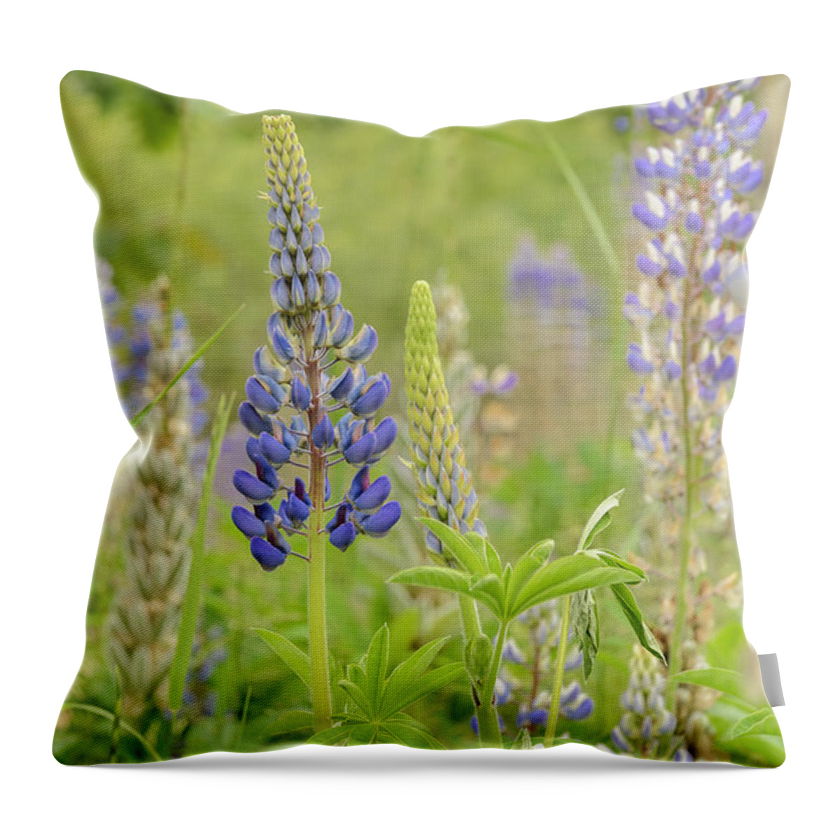 Lupine Throw Pillow featuring the photograph Life Of A Lupine by Tamara Becker