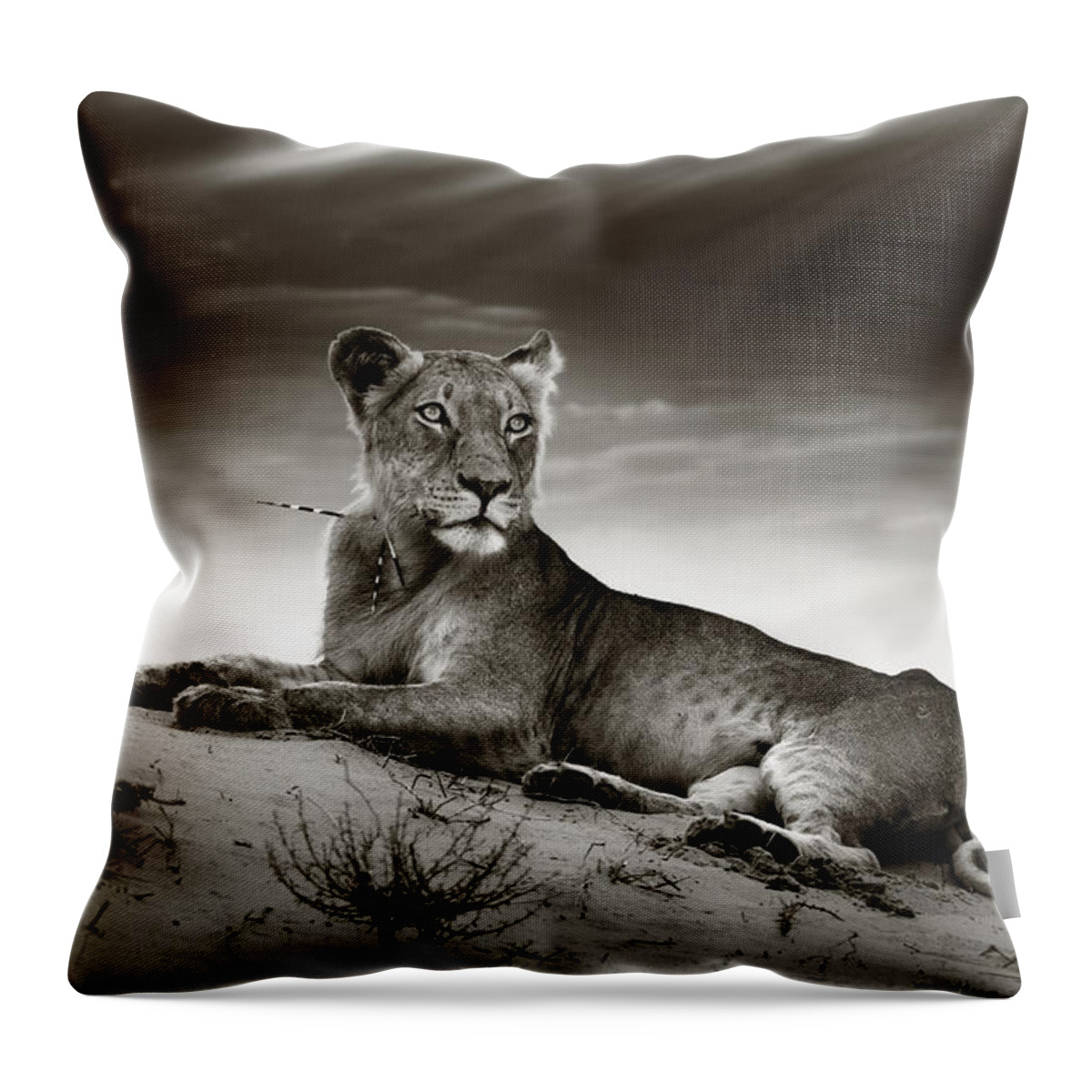 Lion Throw Pillow featuring the photograph Lioness on desert dune by Johan Swanepoel