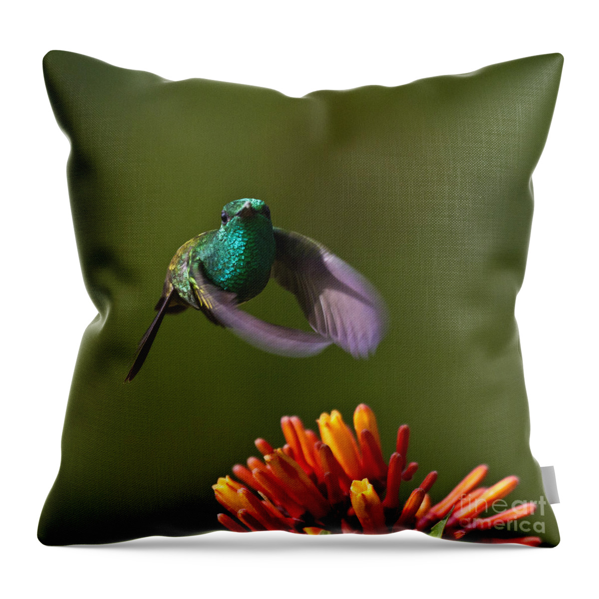 Bird Throw Pillow featuring the photograph Little Hedgehopper by Heiko Koehrer-Wagner