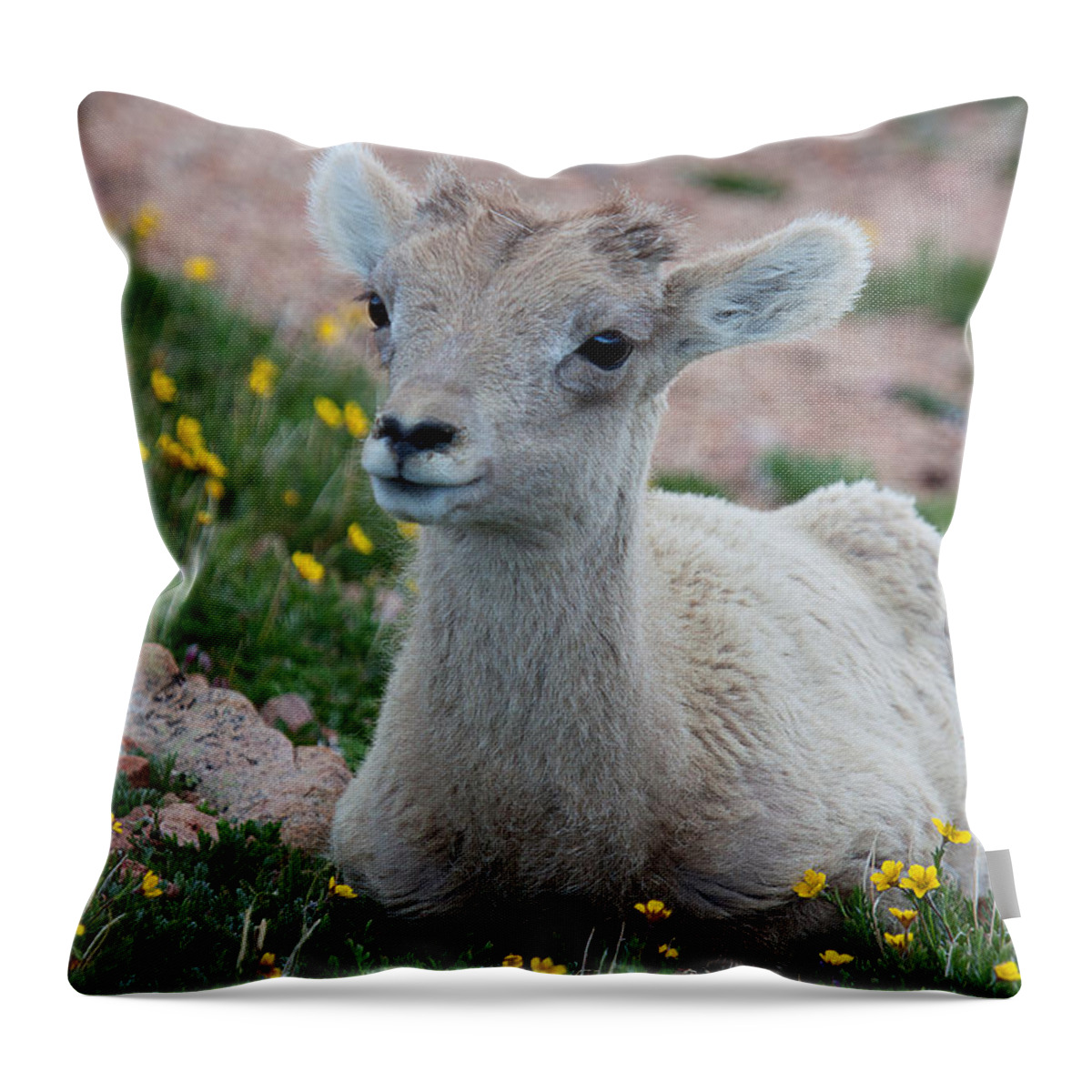 Bighorn Sheep Throw Pillow featuring the photograph Little Lamb by Jim Garrison