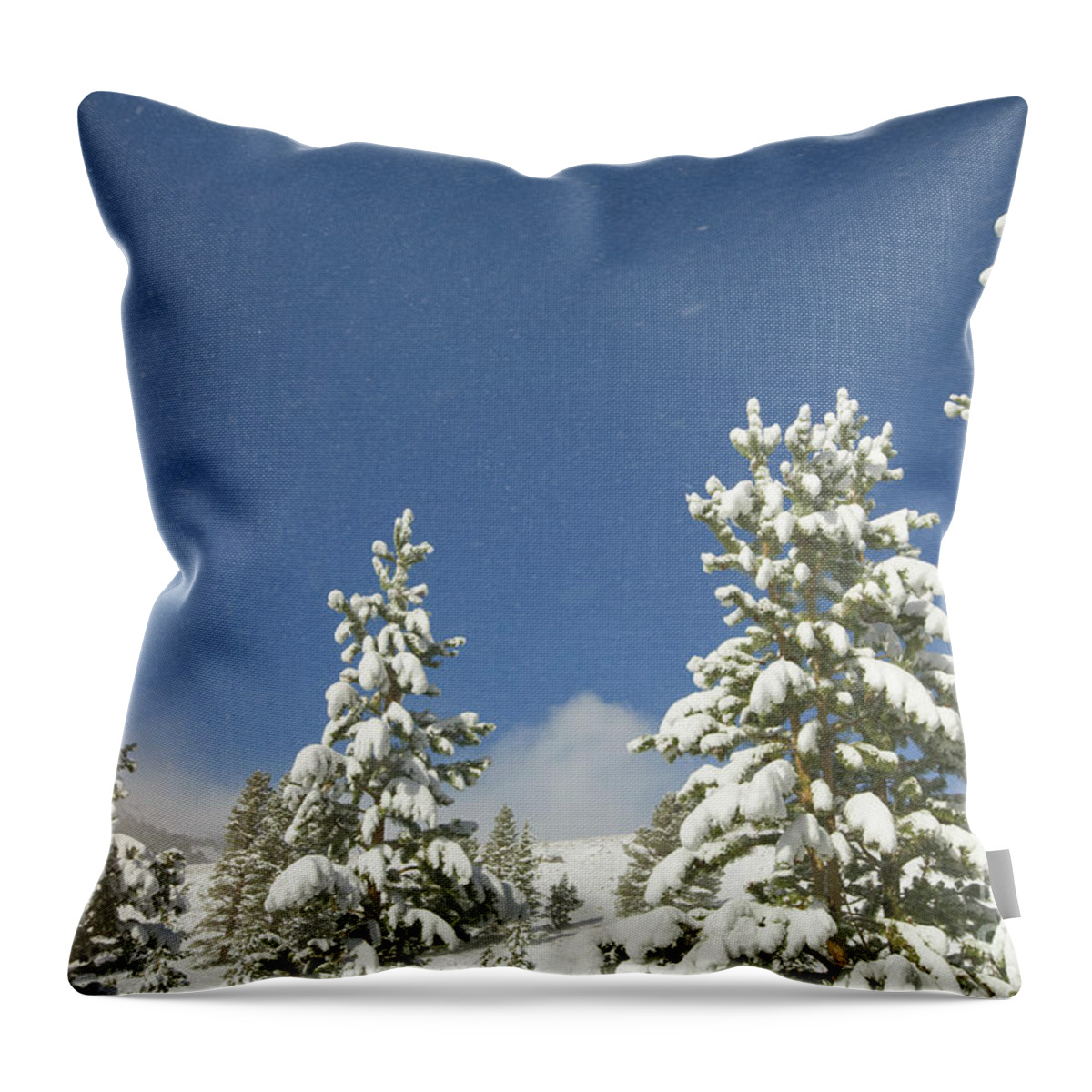 00431184 Throw Pillow featuring the photograph Lodgepole Pines In The Wind by Yva Momatiuk John Eastcott