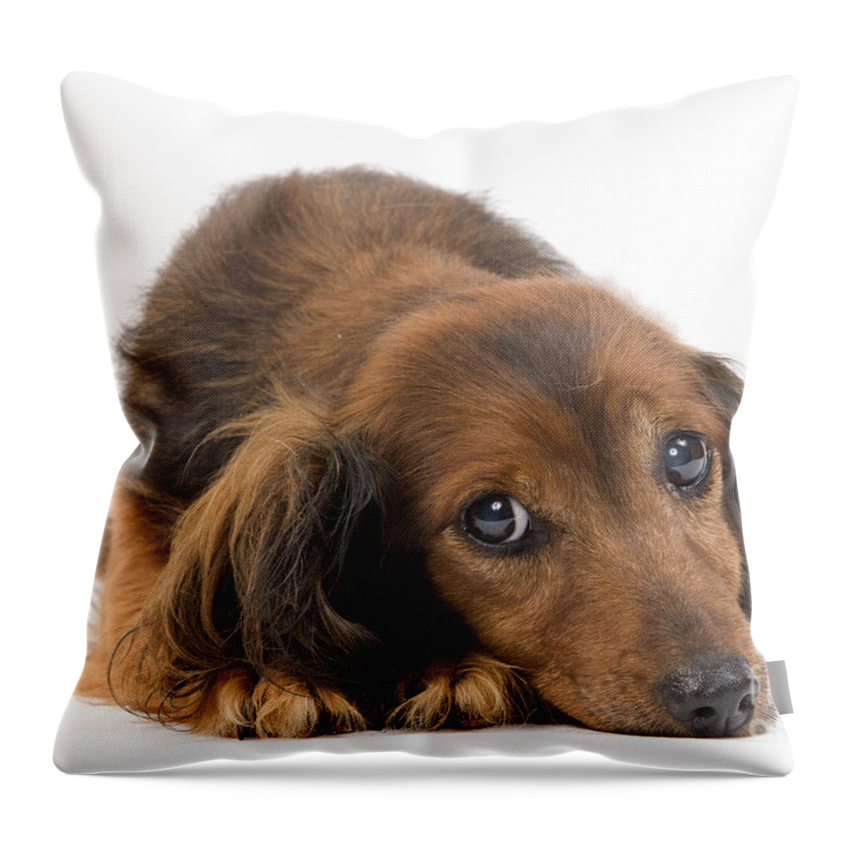 Dachshund Throw Pillow featuring the photograph Long-haired Dachshund by Jean-Michel Labat