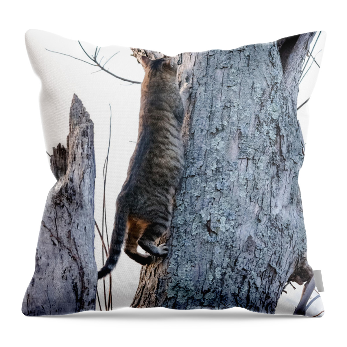 Cat Throw Pillow featuring the photograph Looking For Birds by Holden The Moment