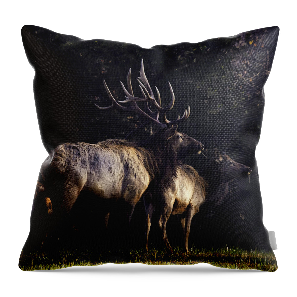 Elk Throw Pillow featuring the photograph Looking for Intruders by Michael Dougherty