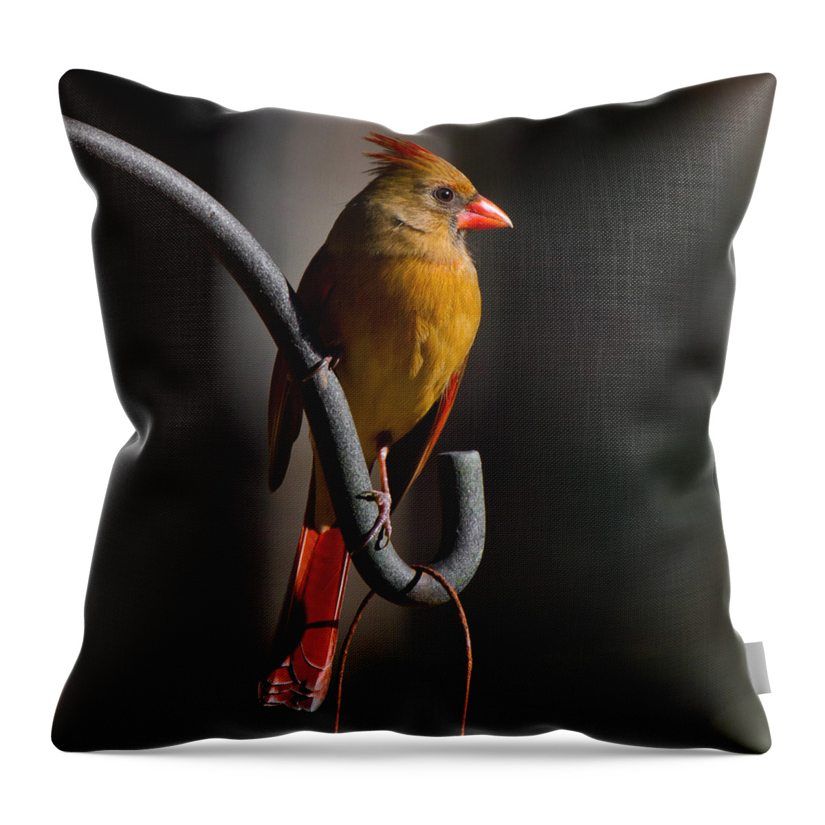 Female Cardinal Throw Pillow featuring the photograph Looking For My Man Bird by Robert L Jackson