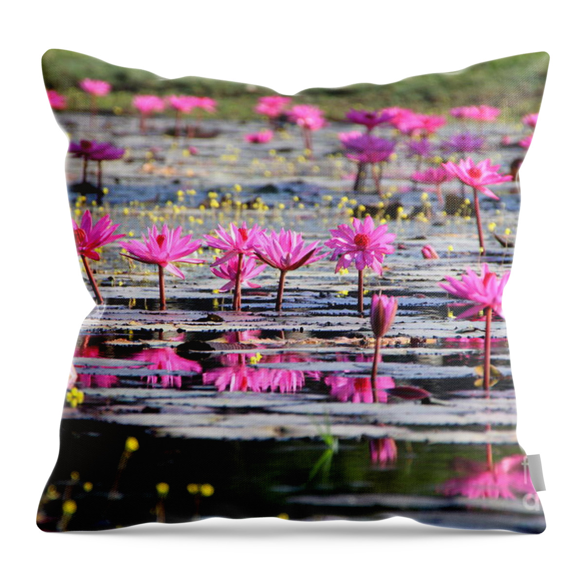 Aquatic Throw Pillow featuring the photograph Lotus flowers by Amanda Mohler