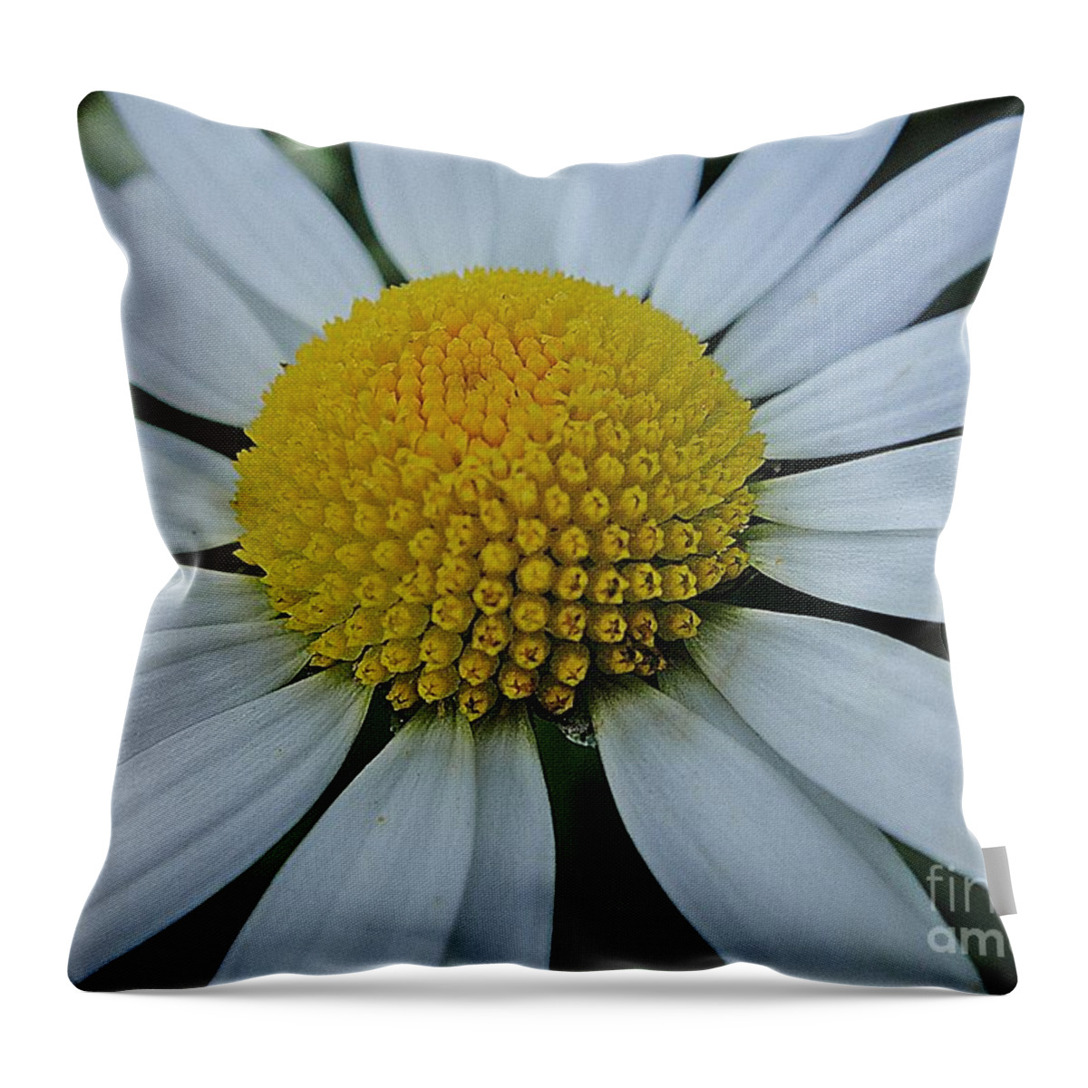 Flower Throw Pillow featuring the photograph Lovely flower in white and yellow by Karin Ravasio