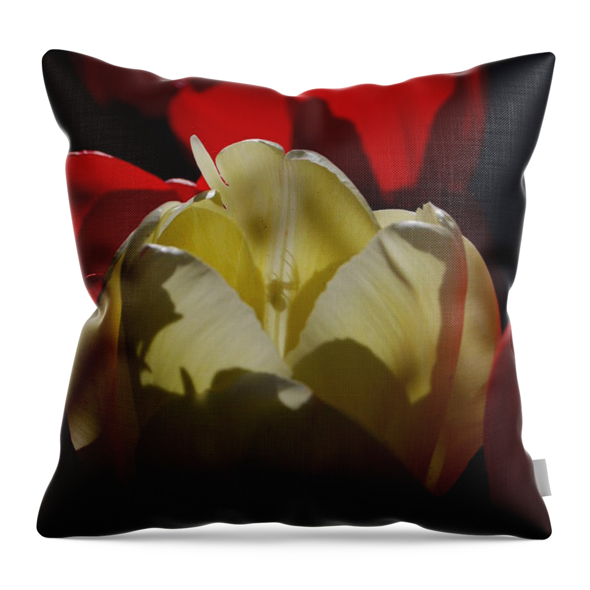 Red Tulips Throw Pillow featuring the photograph Lurking Shadow by Jani Freimann