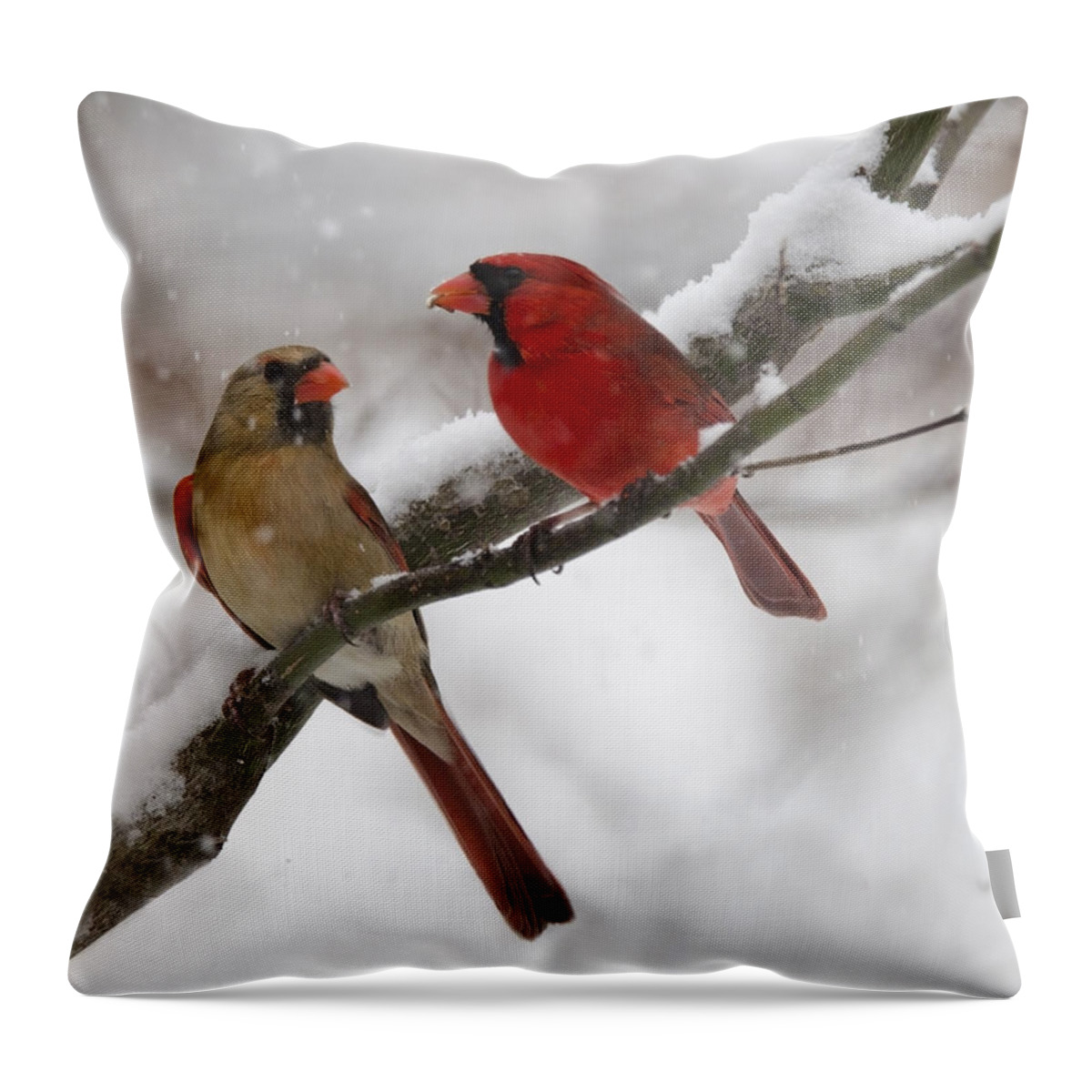 Birds Throw Pillow featuring the photograph Male and Female Cardinal by Ann Bridges