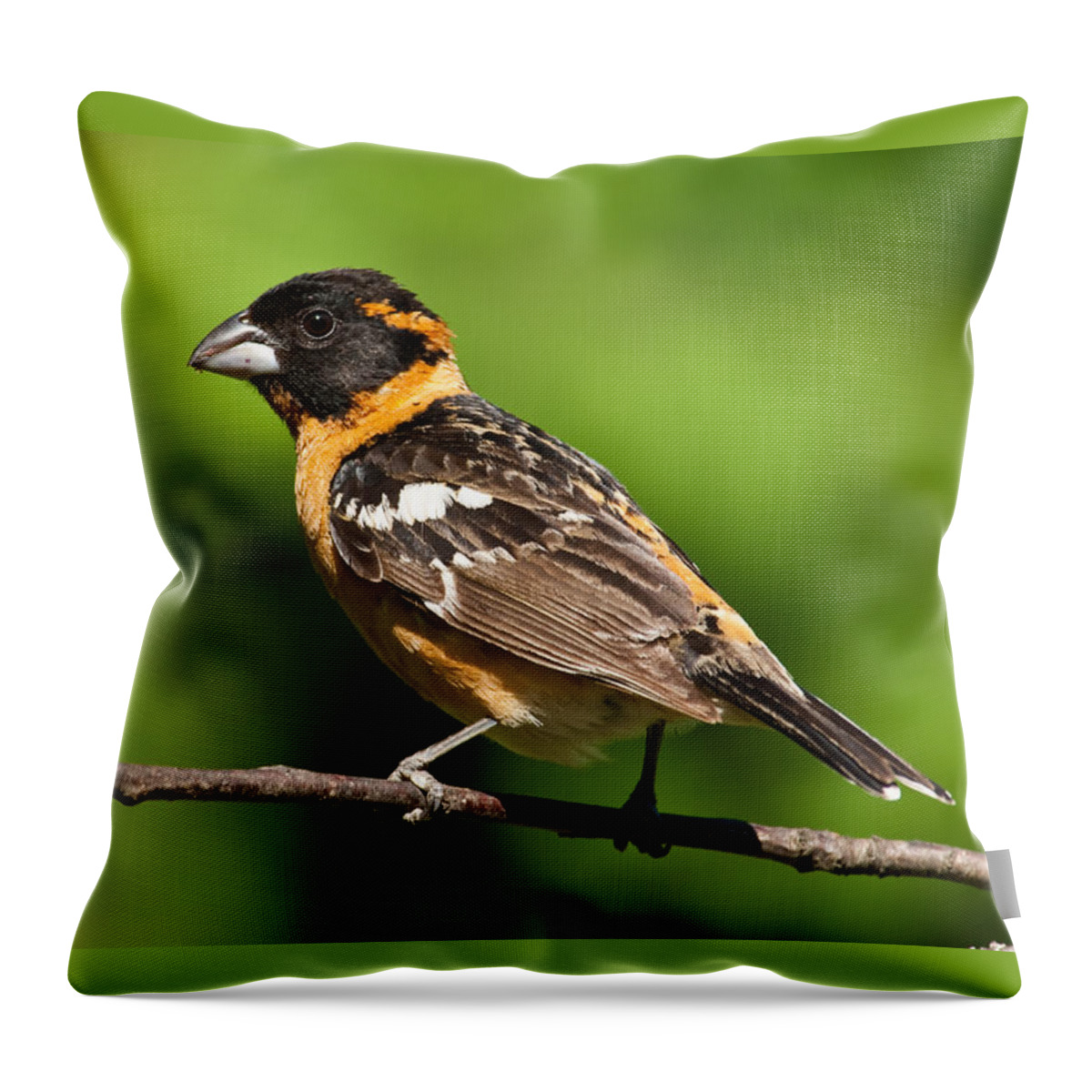 Animal Throw Pillow featuring the photograph Male Black Headed Grosbeak in a Tree by Jeff Goulden