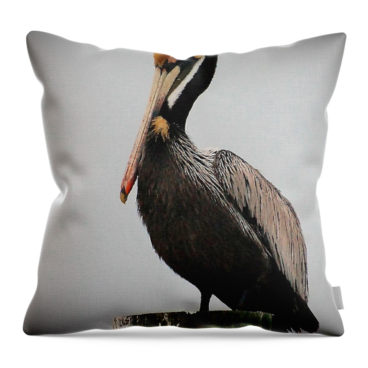 Pelican Throw Pillow featuring the photograph Male Brown Pelican Perching by Kathy Baccari