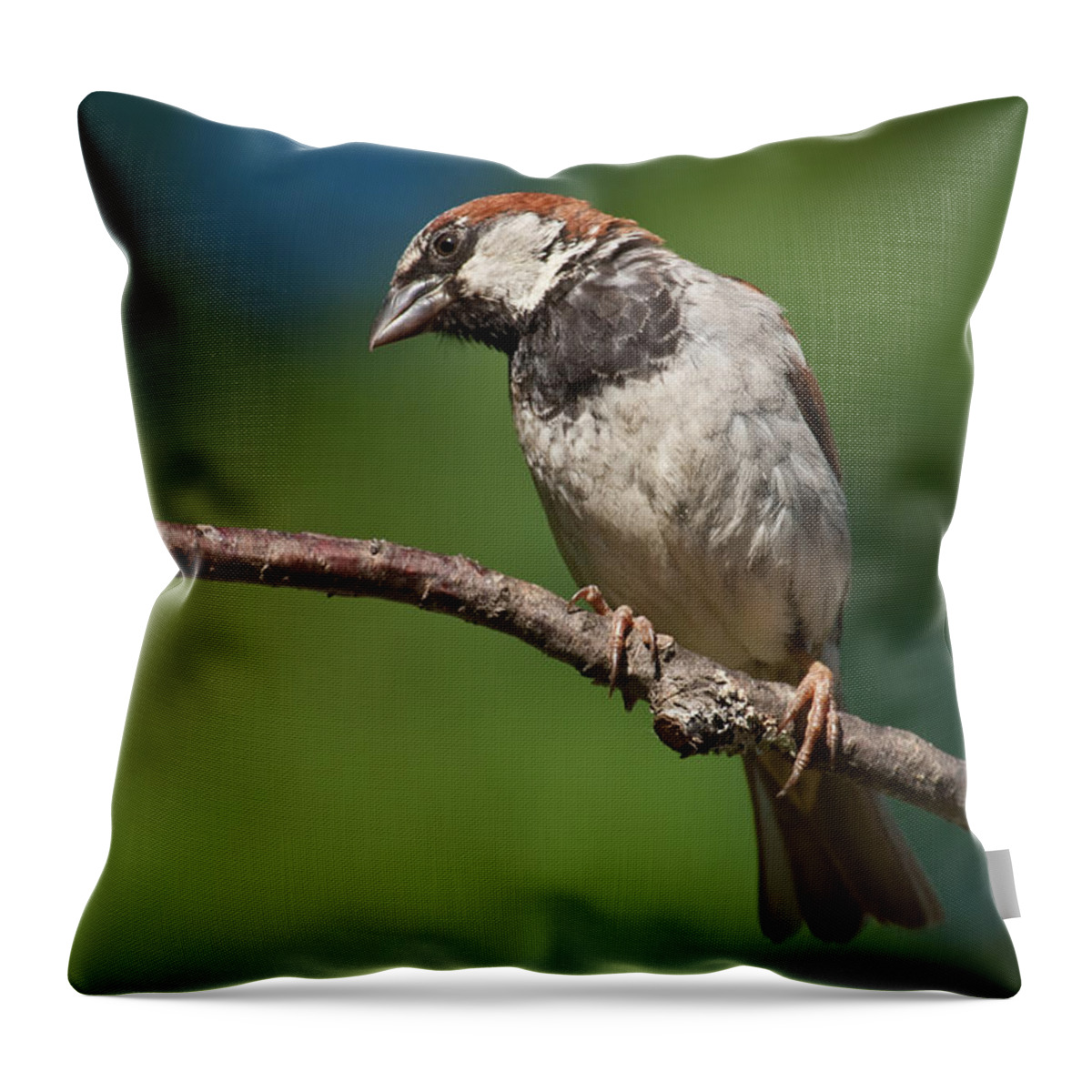 Animal Throw Pillow featuring the photograph Male House Sparrow Perched in a Tree by Jeff Goulden