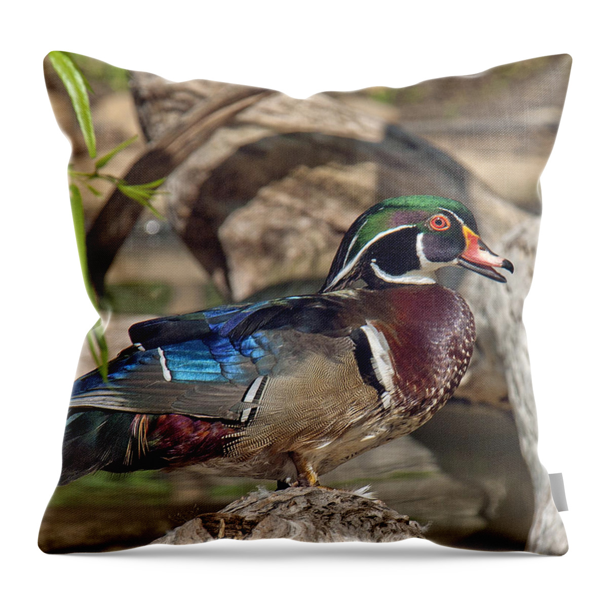 Marsh Throw Pillow featuring the photograph Male Wood Duck DWF029 by Gerry Gantt