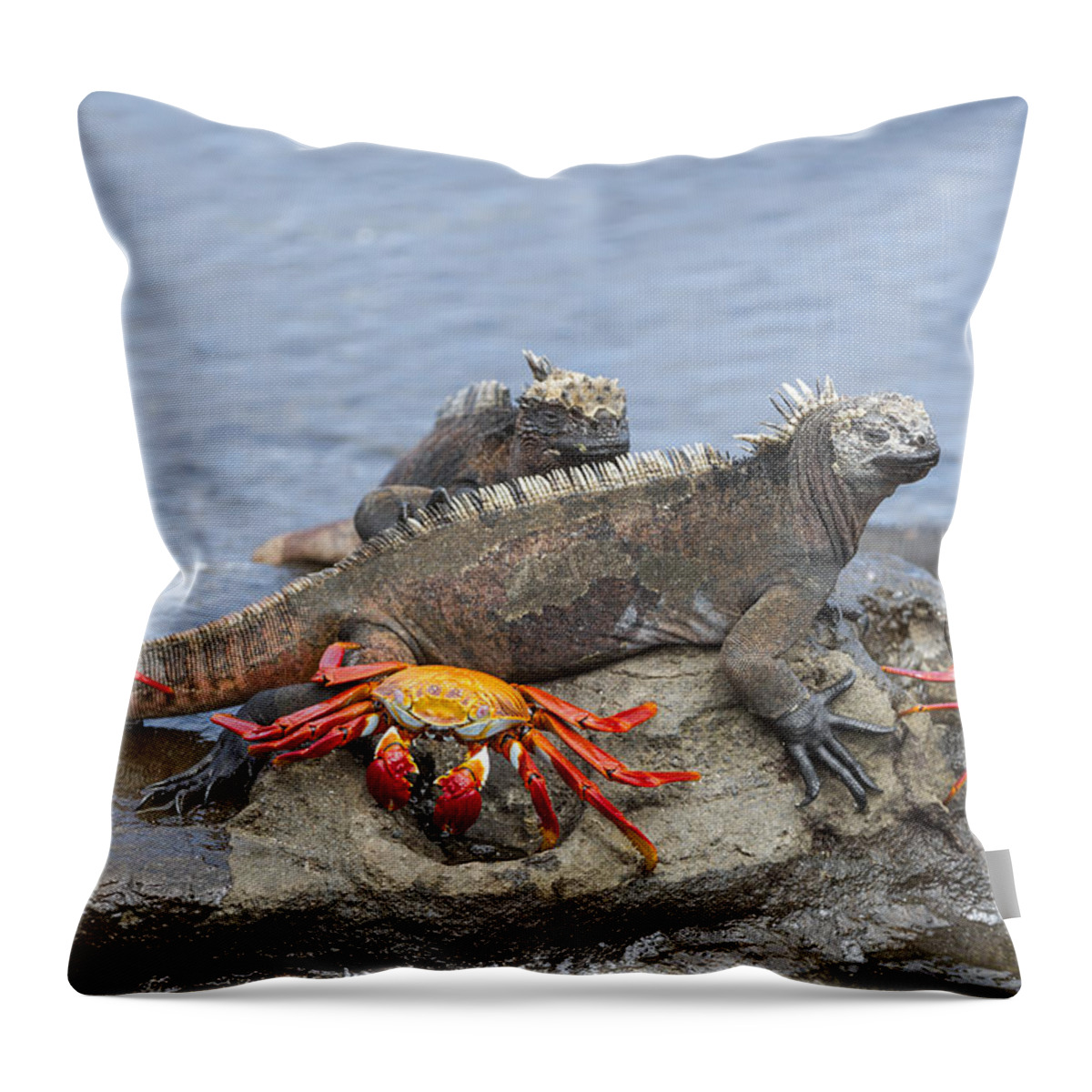 Tui De Roy Throw Pillow featuring the photograph Marine Iguana Pair And Sally Lightfoot by Tui De Roy