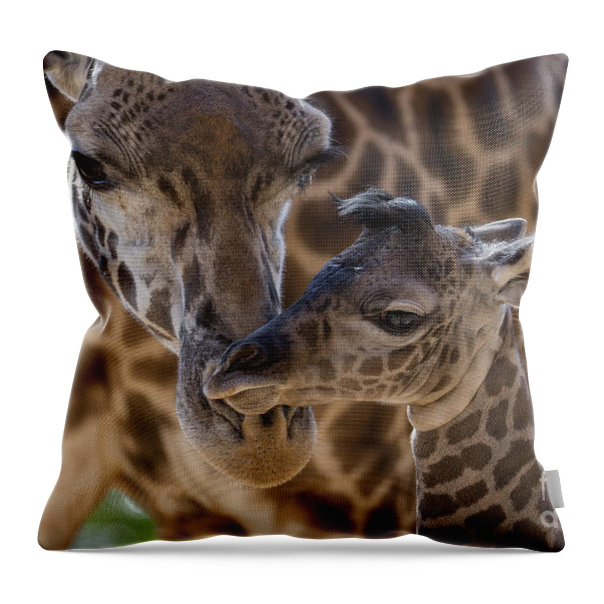 San Diego Zoo Throw Pillow featuring the photograph Masai Giraffe And Calf by San Diego Zoo