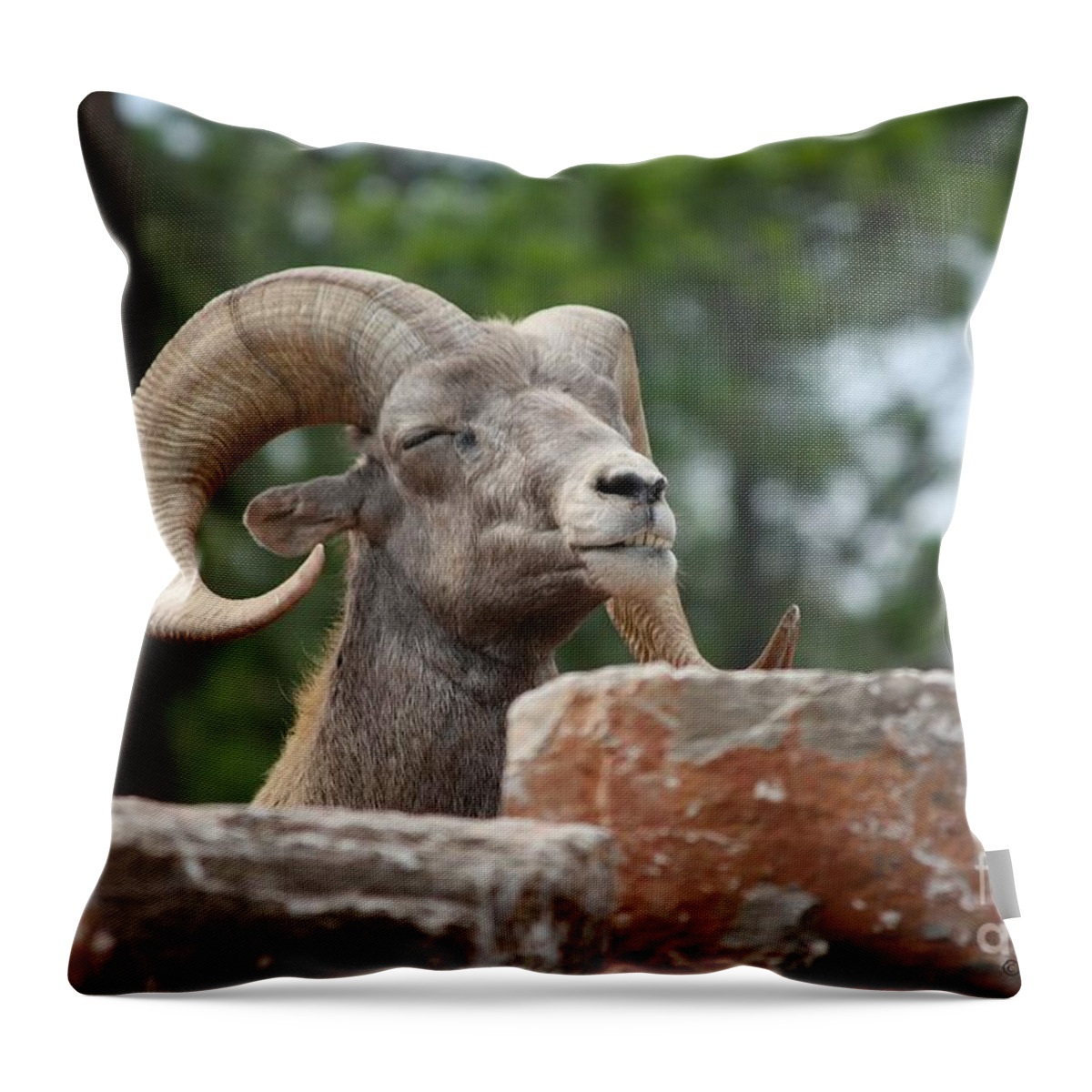 Dall Sheep Throw Pillow featuring the photograph Meditating by Veronica Batterson
