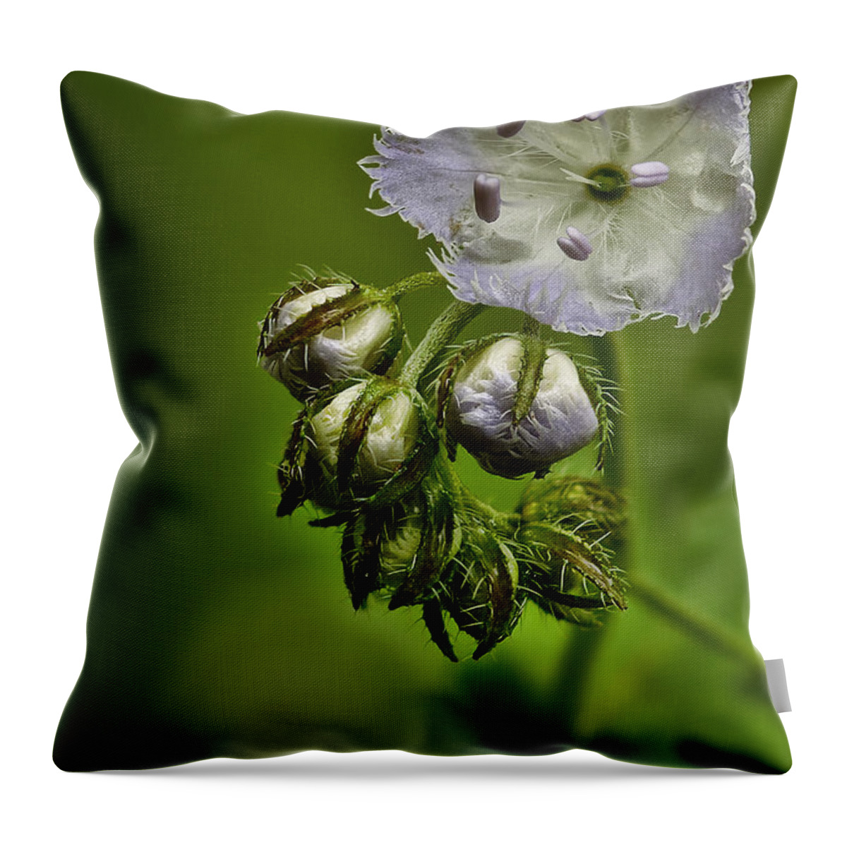 2011 Throw Pillow featuring the photograph Miami Mist by Robert Charity