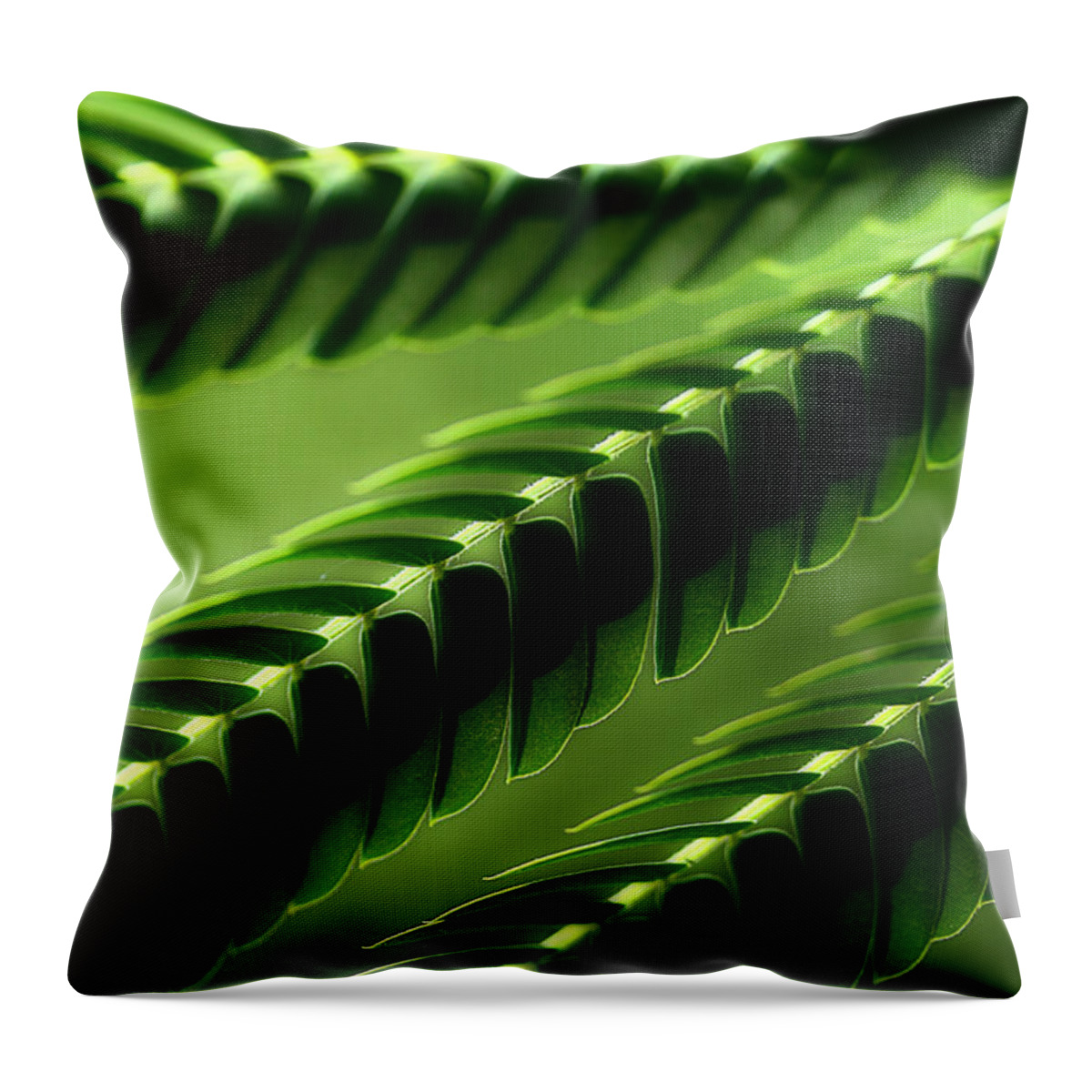 Mimosa Tree Leaves Throw Pillow featuring the photograph Mimosa Tree Leaf Abstract by Michael Eingle