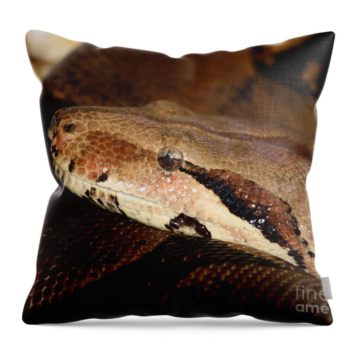 Snake Throw Pillow featuring the photograph Mindfully Watching by Patrick Witz