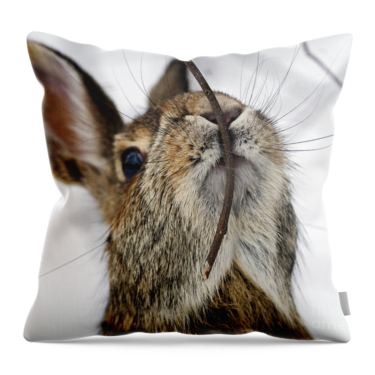 Cottontail Throw Pillow featuring the photograph Mmm.. I like twiggy... by Nina Stavlund