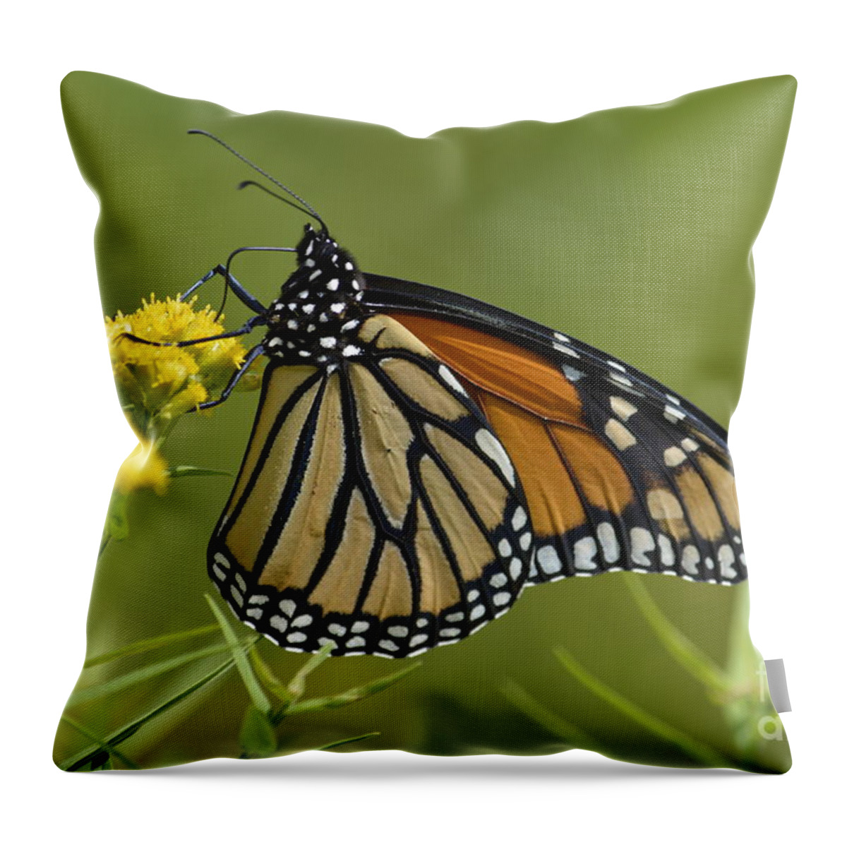 Wildflowers Throw Pillow featuring the photograph Monarch 2014 by Randy Bodkins