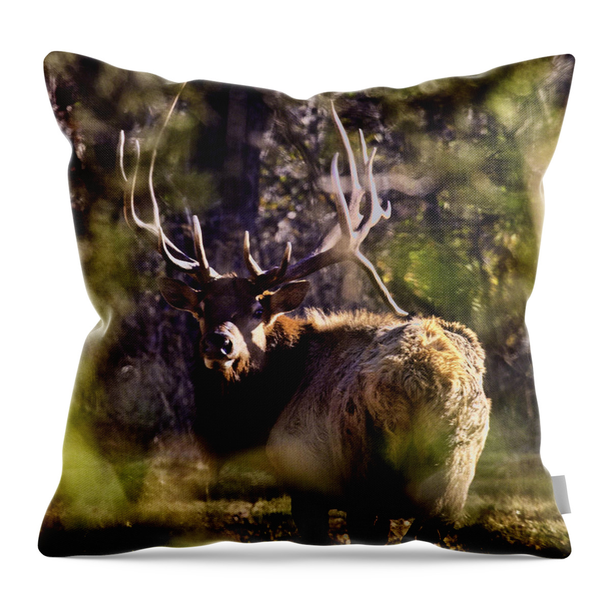 Royal Bull Elk Throw Pillow featuring the photograph Monarch Through the Leaves by Michael Dougherty