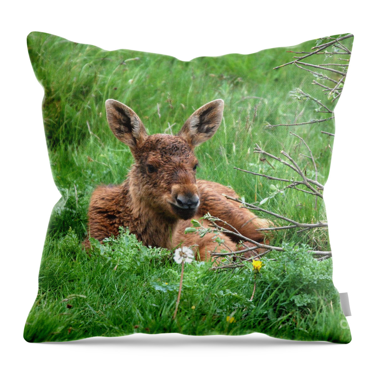 Moose Throw Pillow featuring the photograph Moose Calf under Willow by Phil Banks
