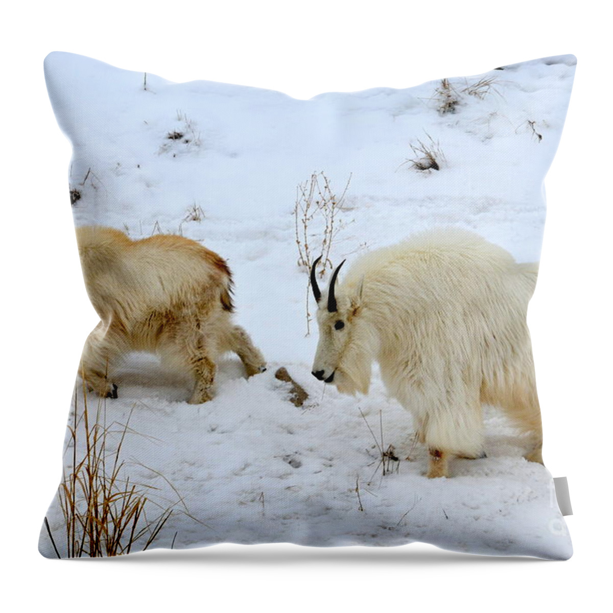 Mountain Goats Throw Pillow featuring the photograph Mother and Child by Dorrene BrownButterfield