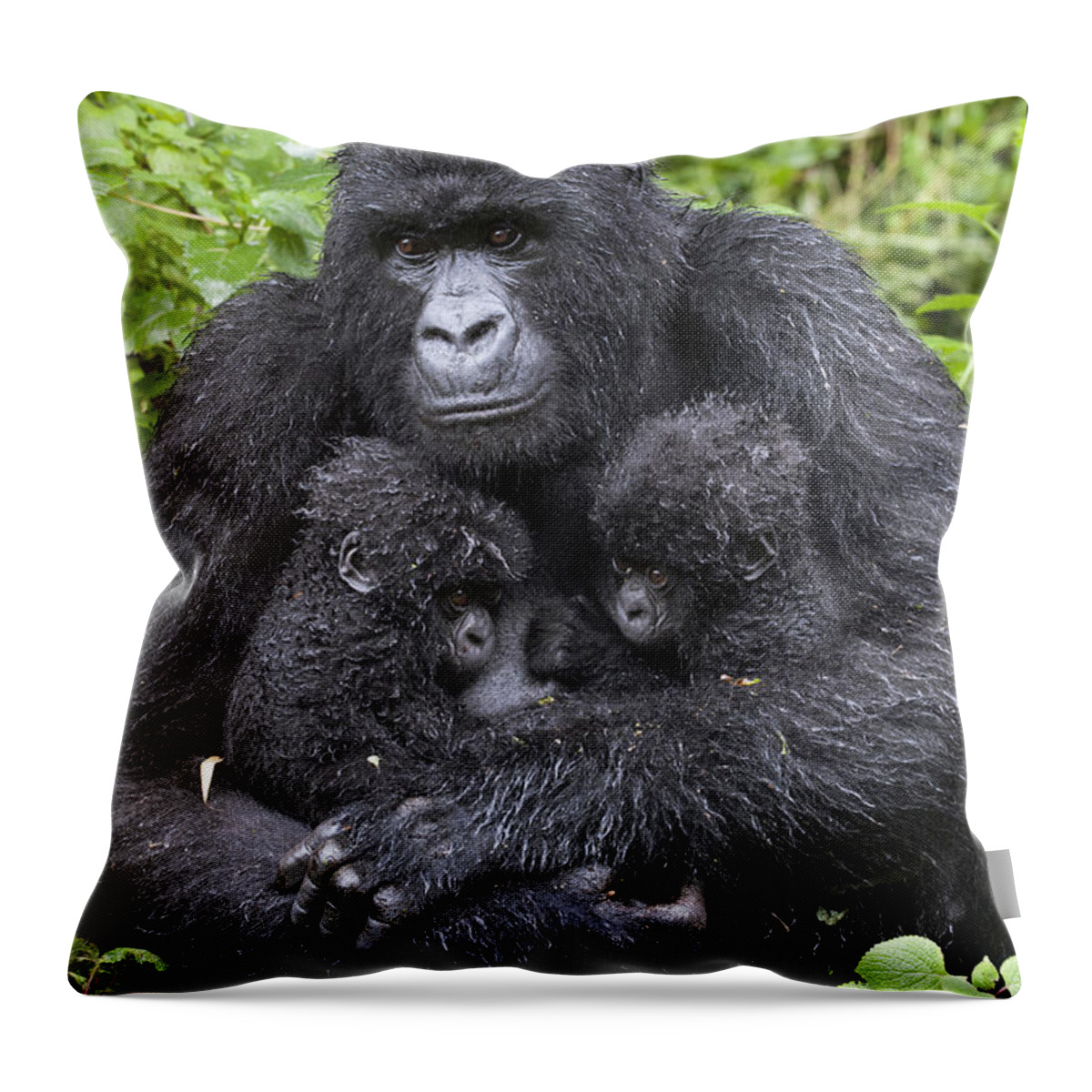 Feb0514 Throw Pillow featuring the photograph Mountain Gorilla Mother And Twins by Suzi Eszterhas