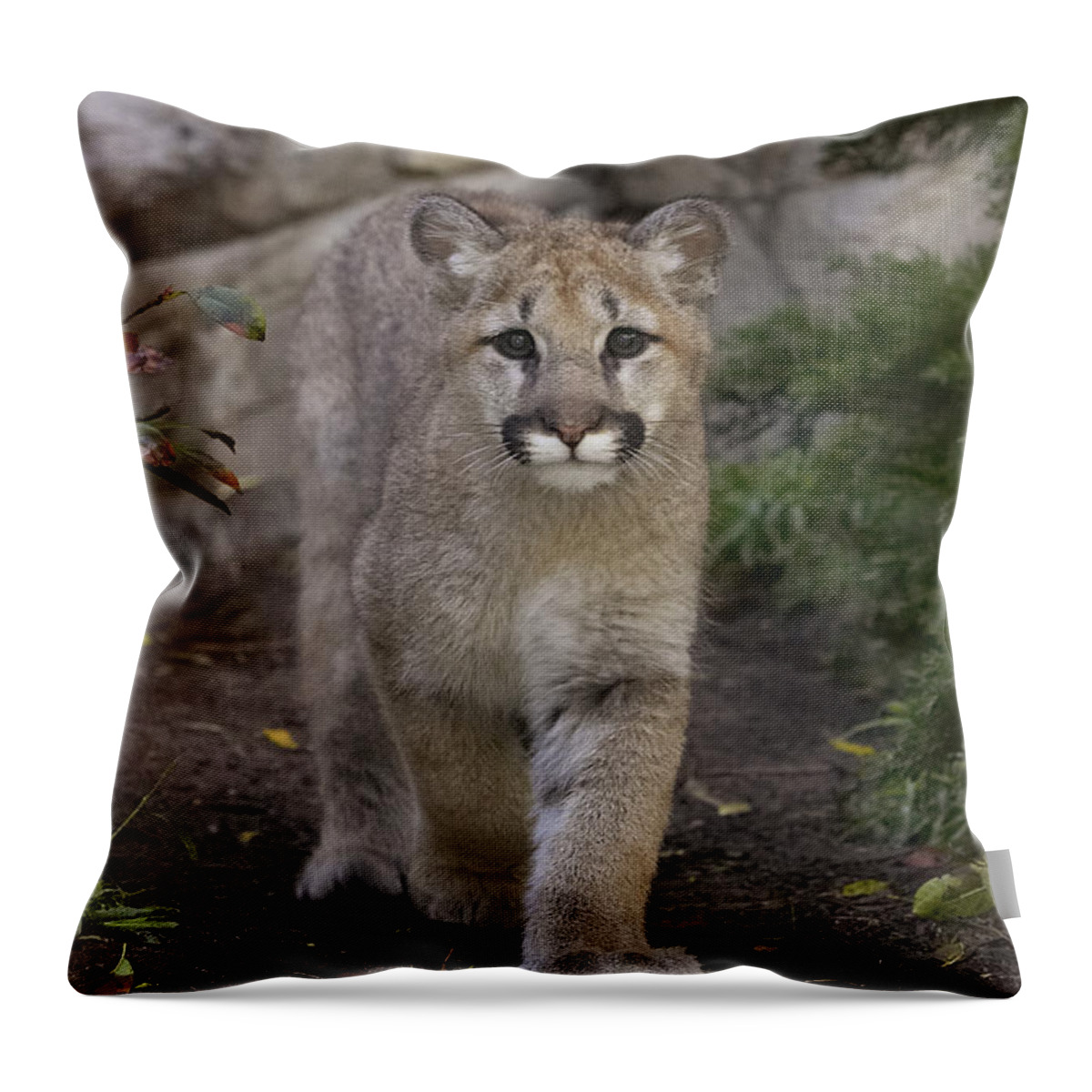 Feb0514 Throw Pillow featuring the photograph Mountain Lion Cub Walking by San Diego Zoo
