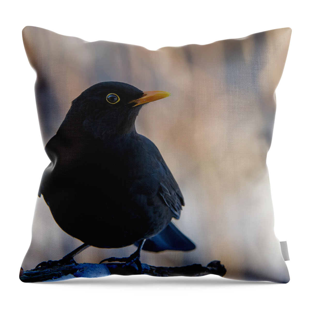 Mr Blackbird And The Peanuts Throw Pillow featuring the photograph Mr Blackbird and the Peanuts v by Torbjorn Swenelius