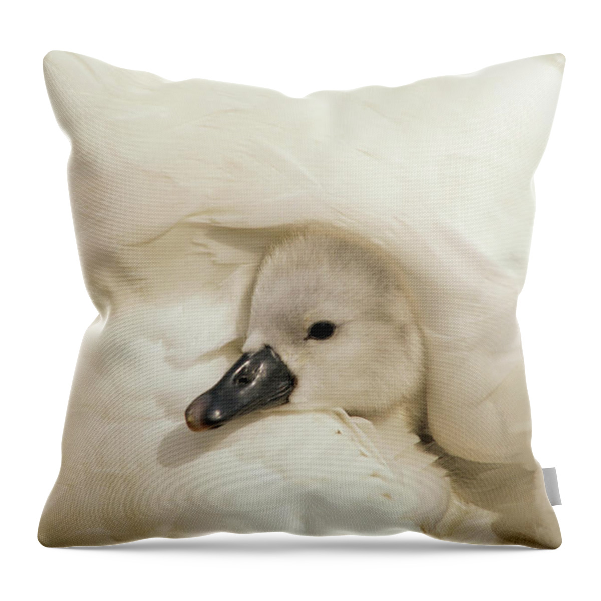00278828 Throw Pillow featuring the photograph Mute Swan Cygnet by Flip De Nooyer