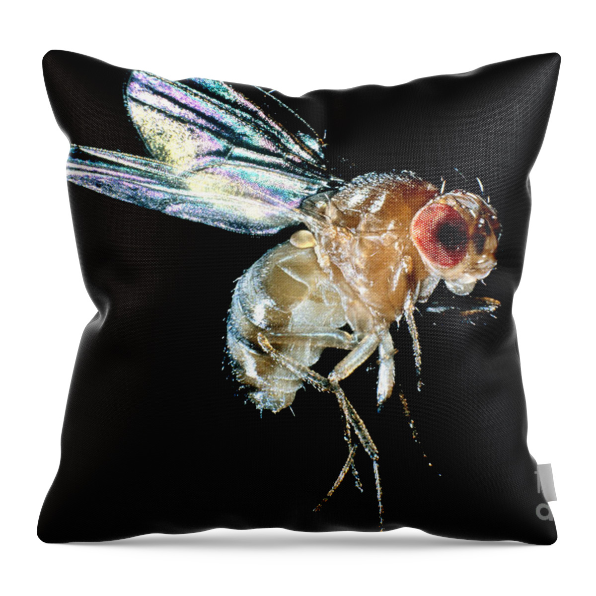 Drosophila Throw Pillow featuring the photograph Normal Red-eyed Fruit Fly by Darwin Dale