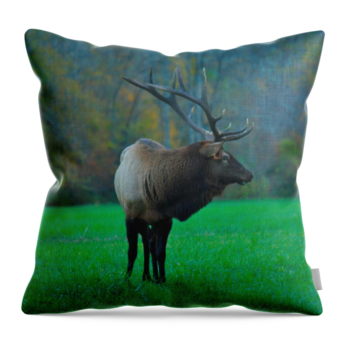 Elk Throw Pillow featuring the photograph Oconoluftee Elk by Nunweiler Photography