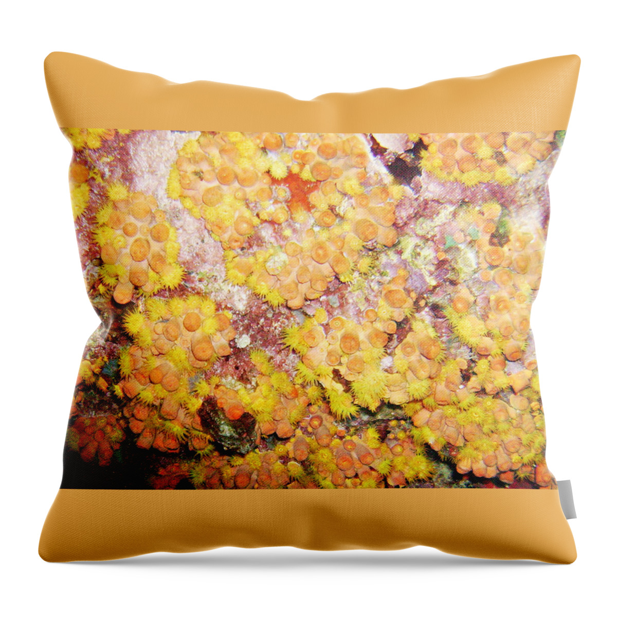 Ocean Throw Pillow featuring the photograph Orange Cups by Lynne Browne