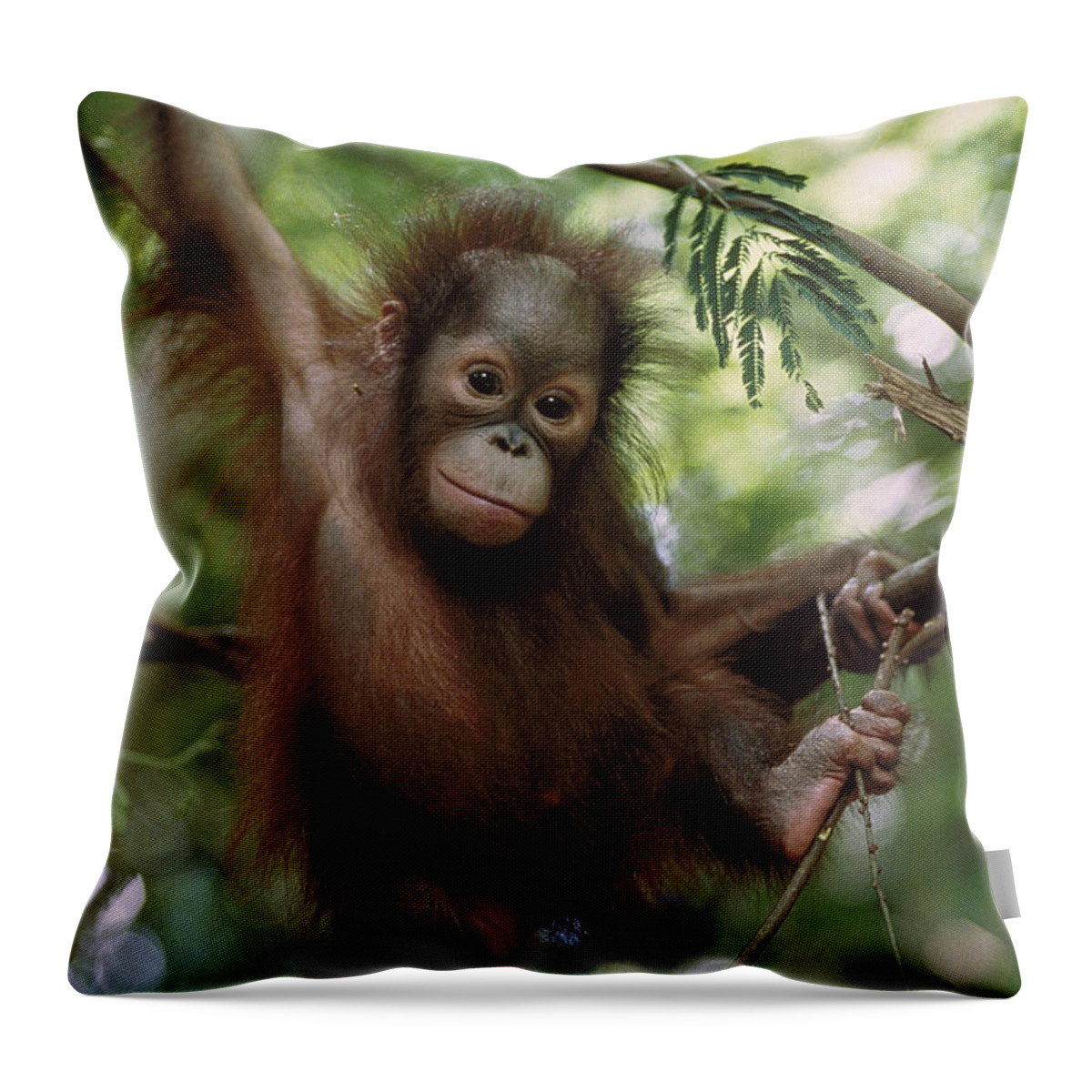 Feb0514 Throw Pillow featuring the photograph Orangutan Infant Hanging Borneo by Konrad Wothe