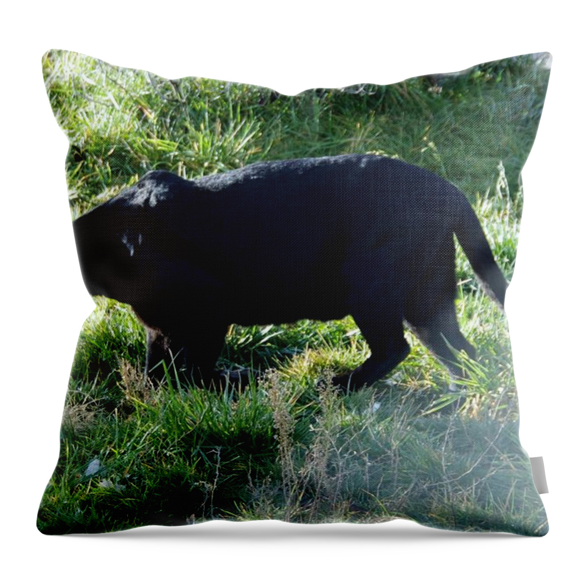Out Of Africa Throw Pillow featuring the photograph Out of Africa Black Panther by Phyllis Spoor