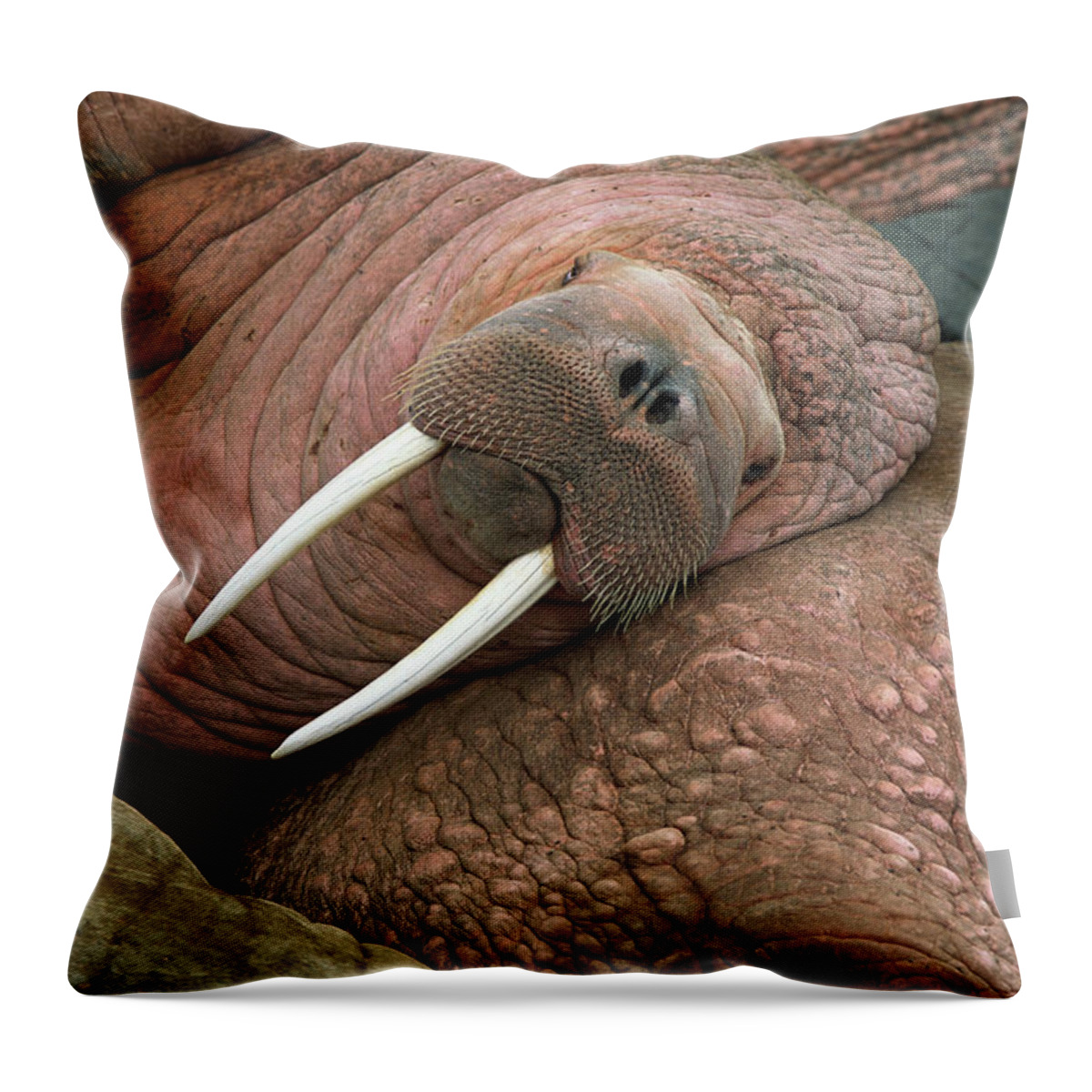 00344073 Throw Pillow featuring the photograph Bull Walrus on Round Island by Yva Momatiuk and John Eastcott