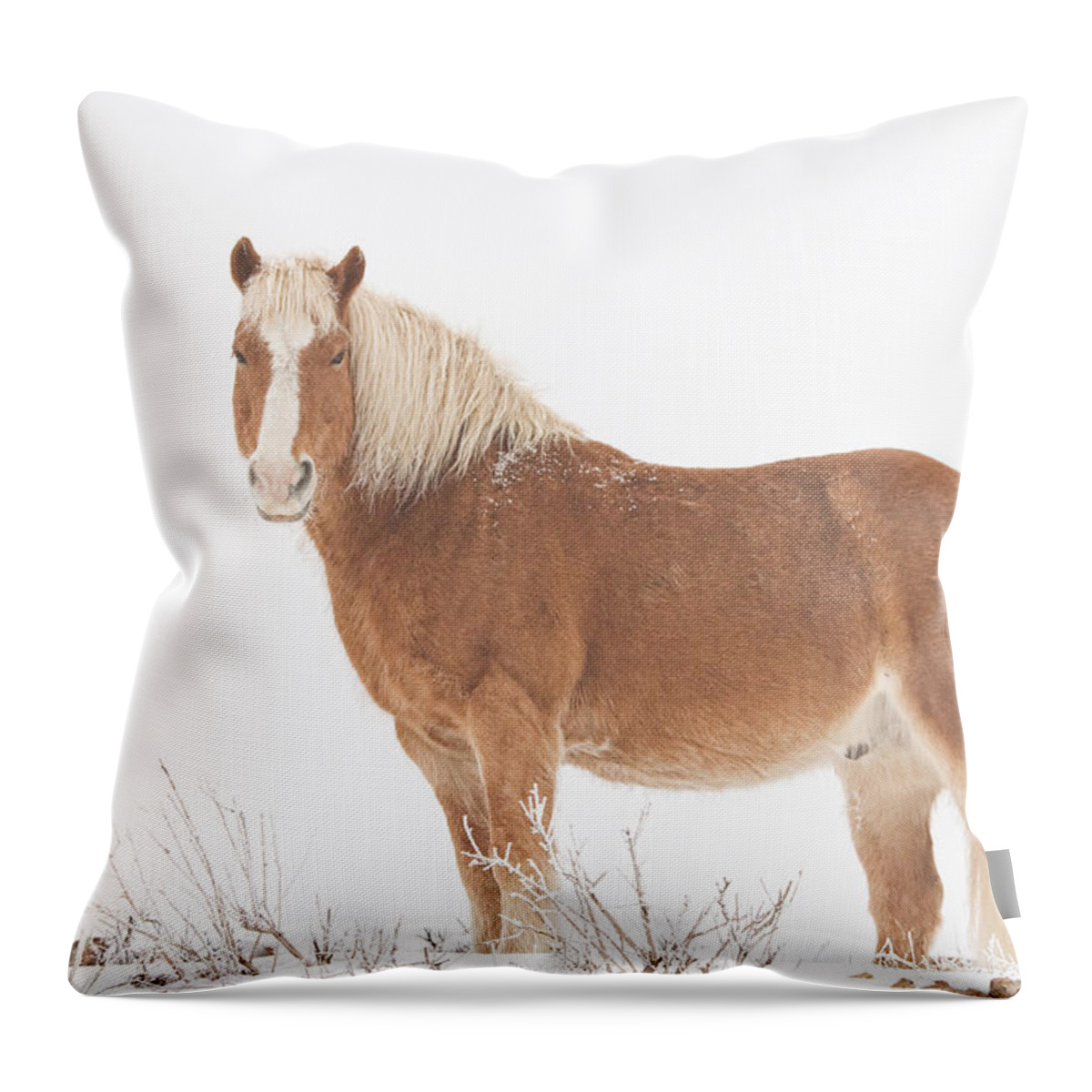 Palomino Throw Pillow featuring the photograph Palomino Horse in the Snow by James BO Insogna