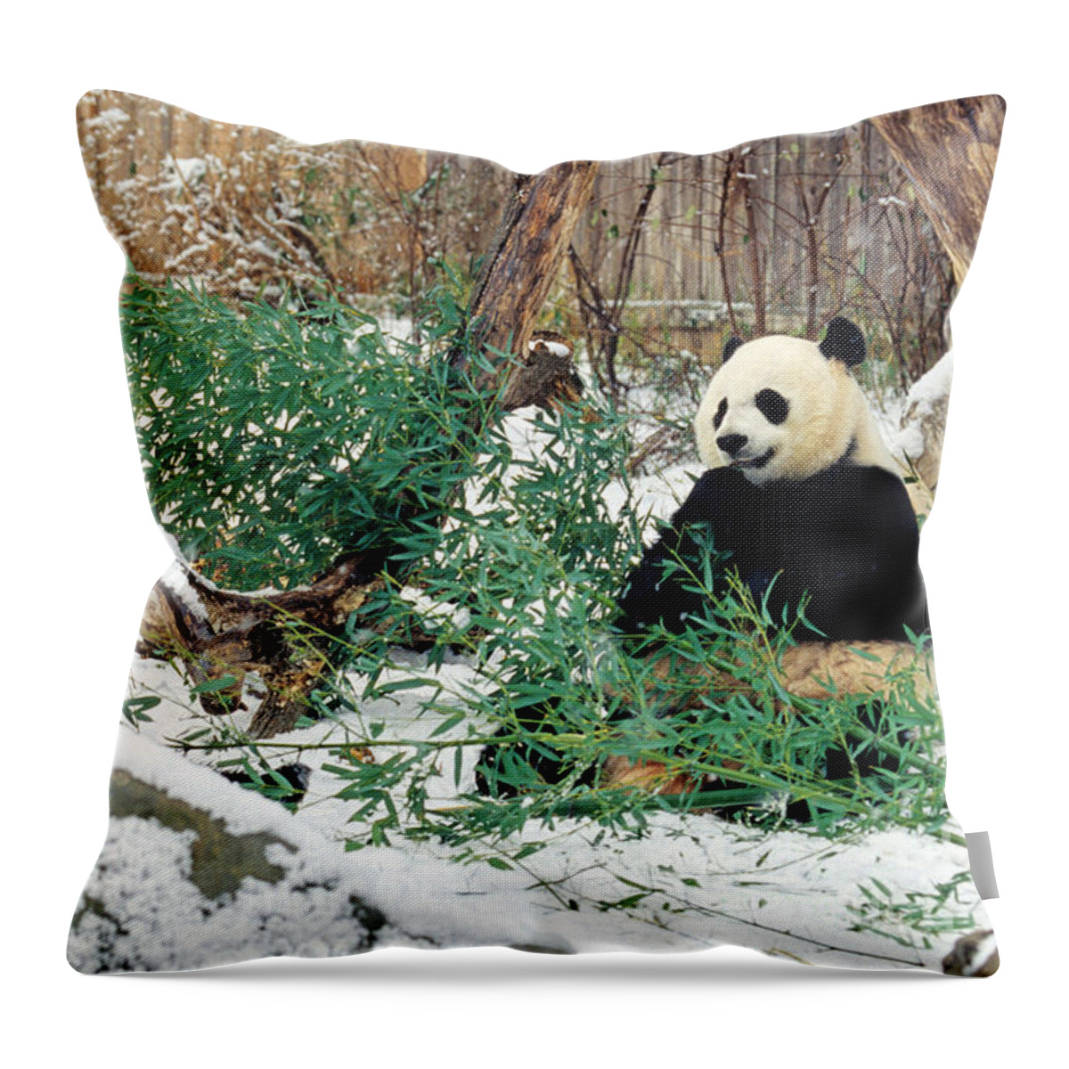 Panda Throw Pillow featuring the photograph Panda Bears in Snow by Chris Scroggins