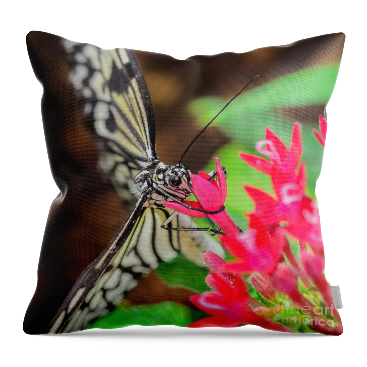 Butterfly On Flower Throw Pillow featuring the photograph Paper Kite Butterfly on Flower by Tamara Becker