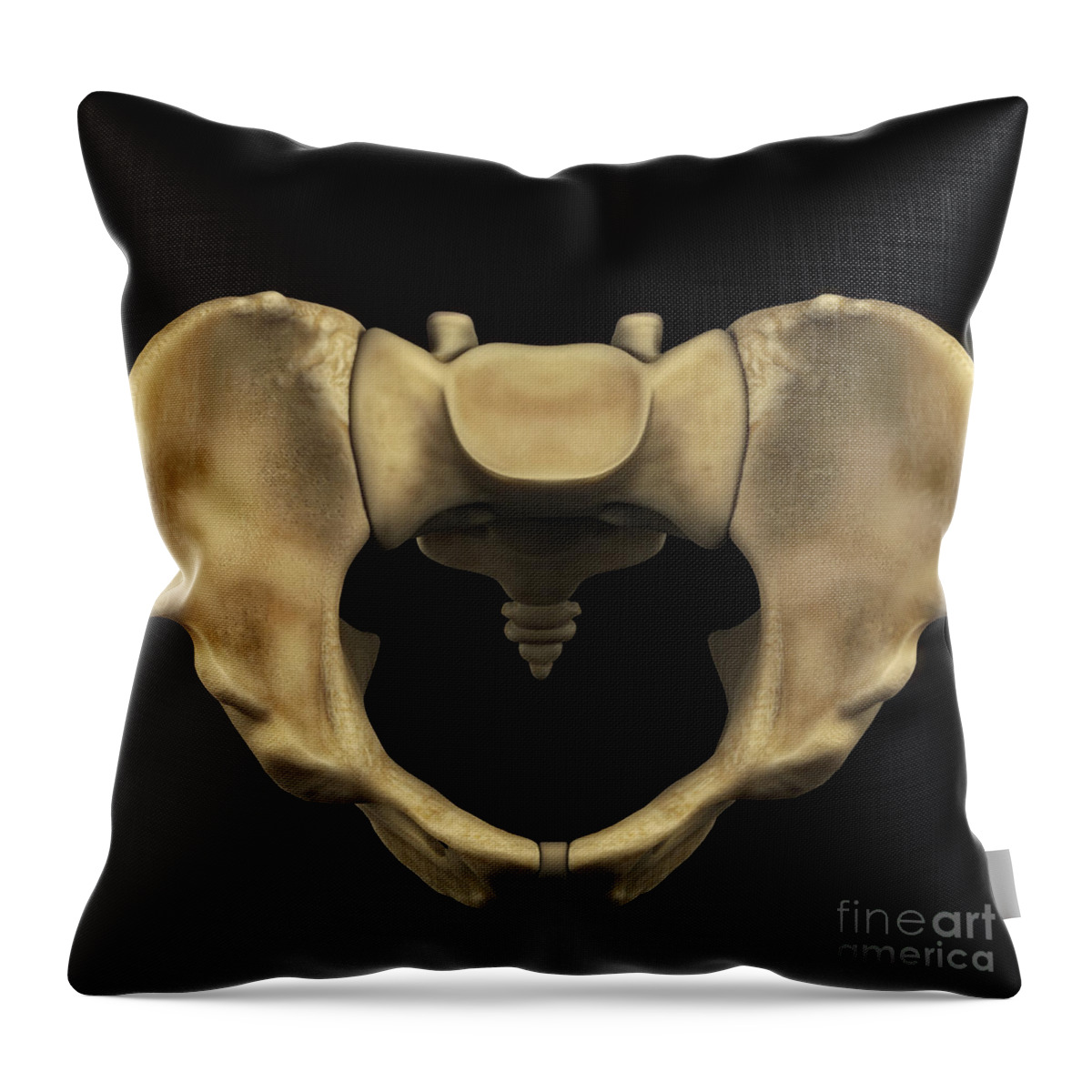 Pelvic floor of human male. Throw Pillow for Sale by