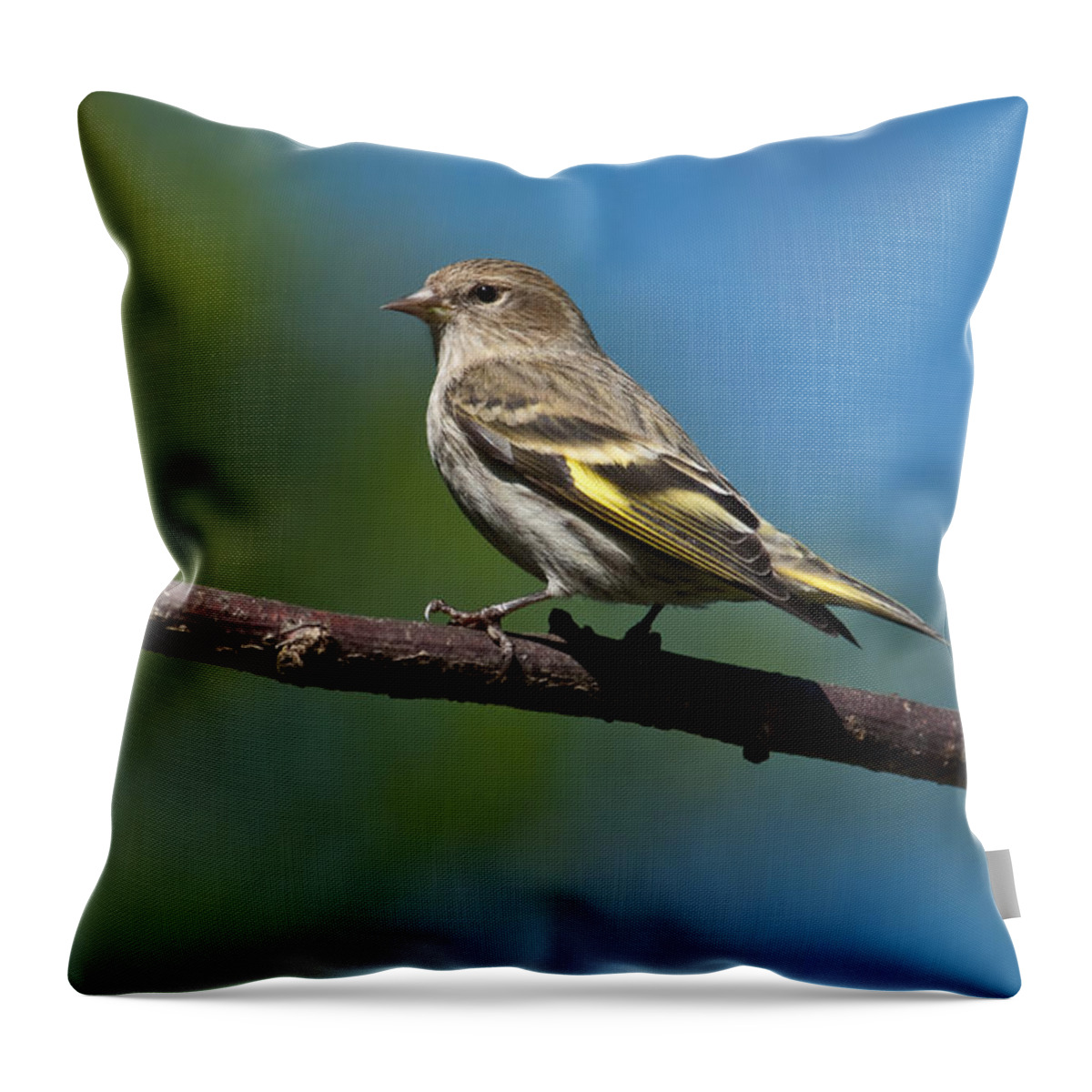 Animal Throw Pillow featuring the photograph Pine Siskin Perched on a Branch by Jeff Goulden