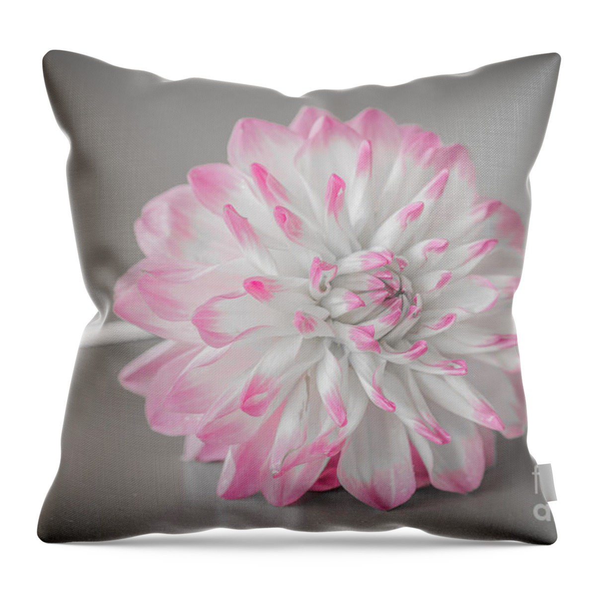 Flower Throw Pillow featuring the photograph Pink Dahlia by Amanda Mohler