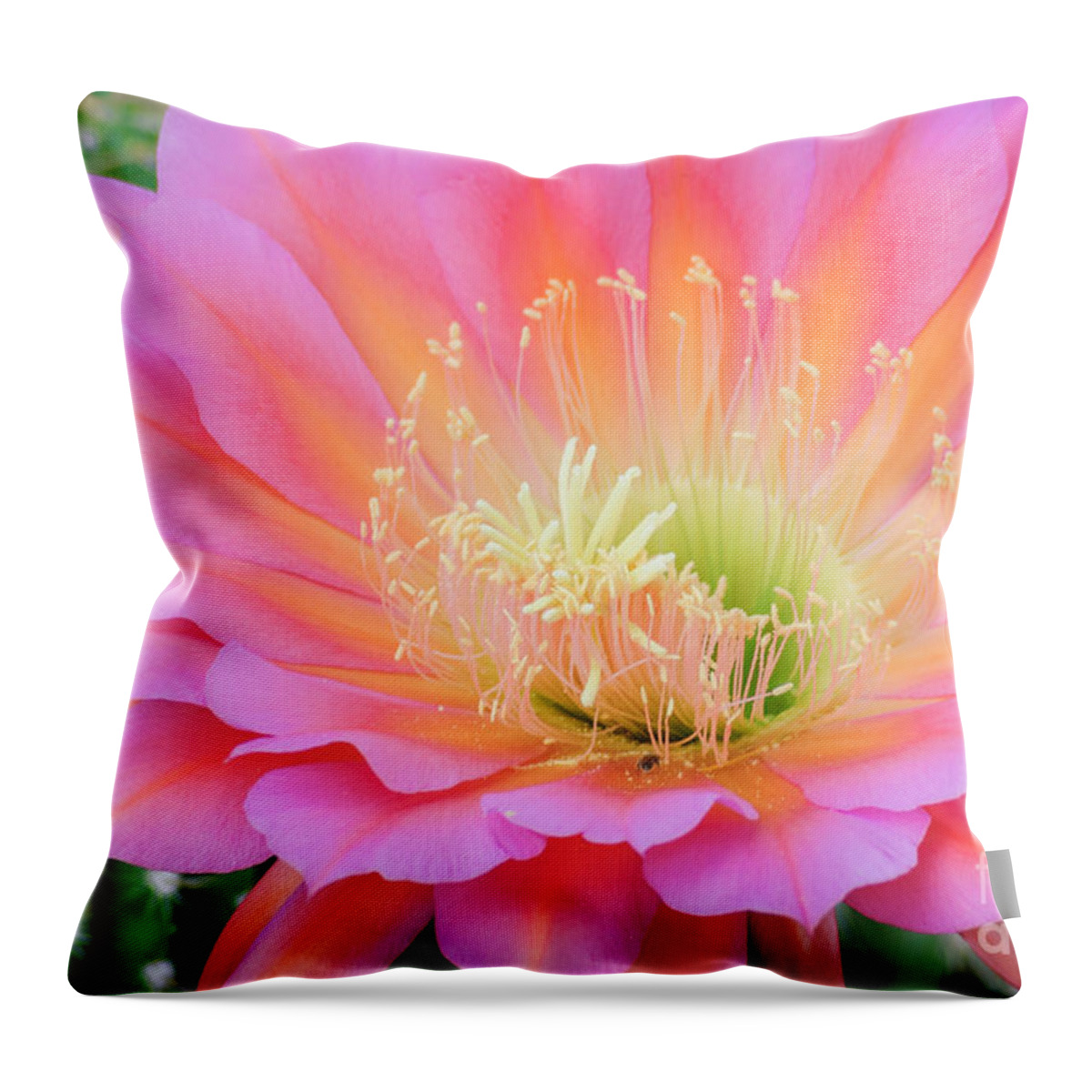 Cactus Bloom Throw Pillow featuring the photograph Pink Saucer by Tamara Becker