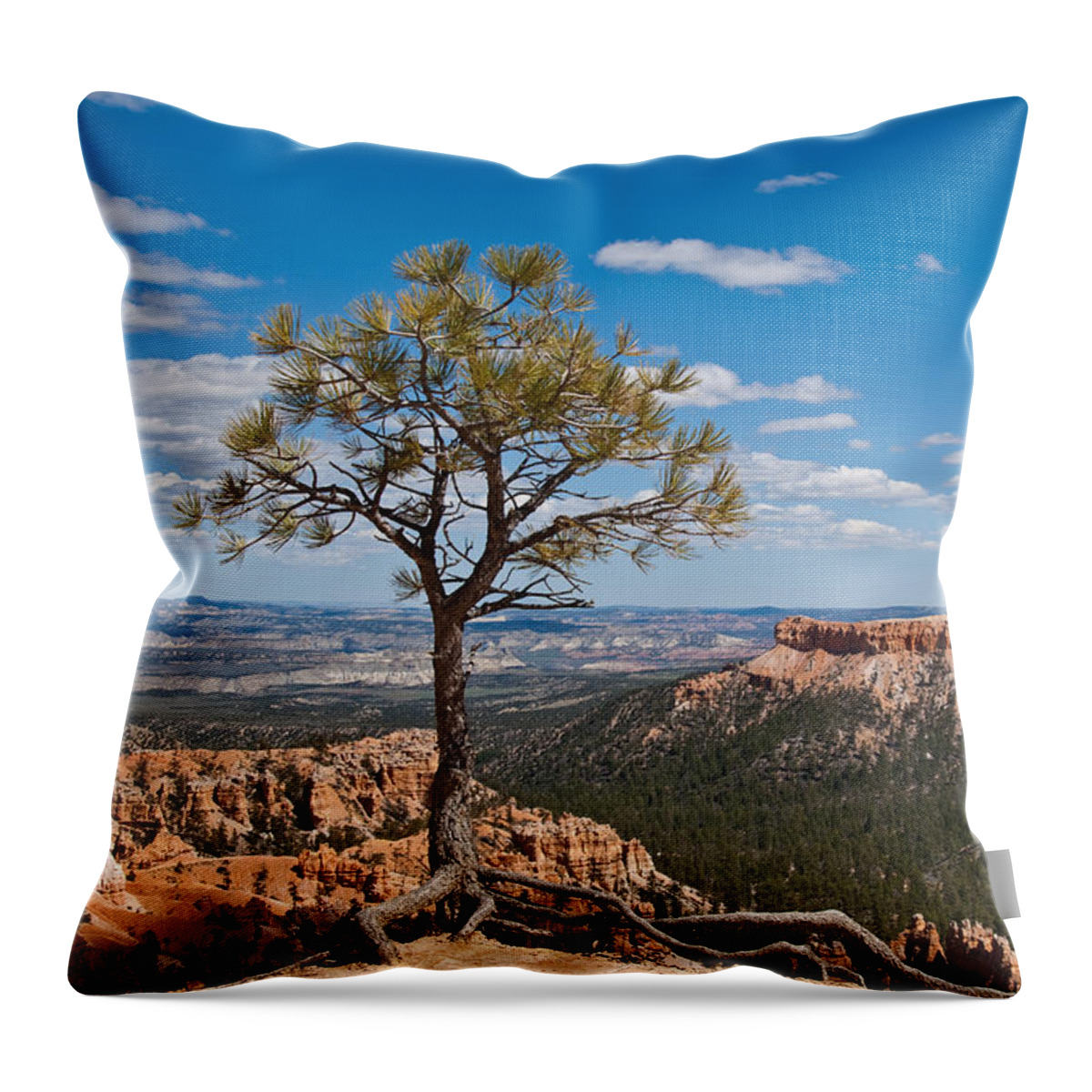 Beauty In Nature Throw Pillow featuring the photograph Ponderosa Pine Tree Clinging to Life on Canyon Rim by Jeff Goulden